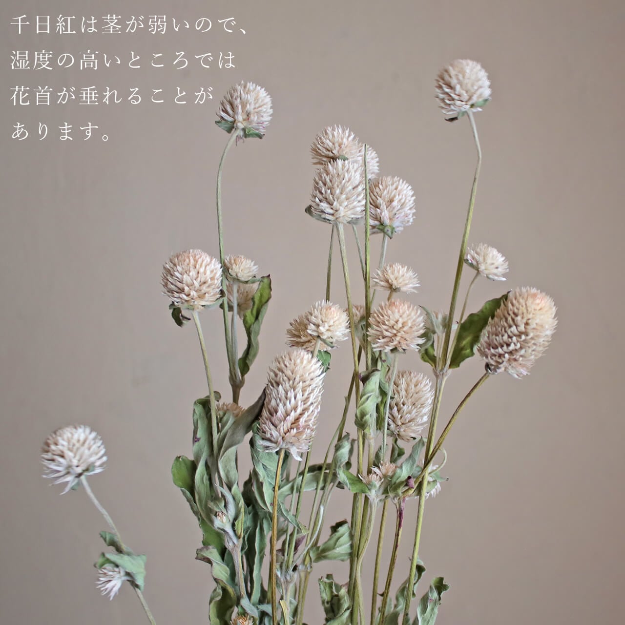 千日紅 ホワイト (キナリ ベージュ アイボリー )/ 北海道産 千日紅 ホワイト (キナリ ベージュ アイボリー )/ 北海道産