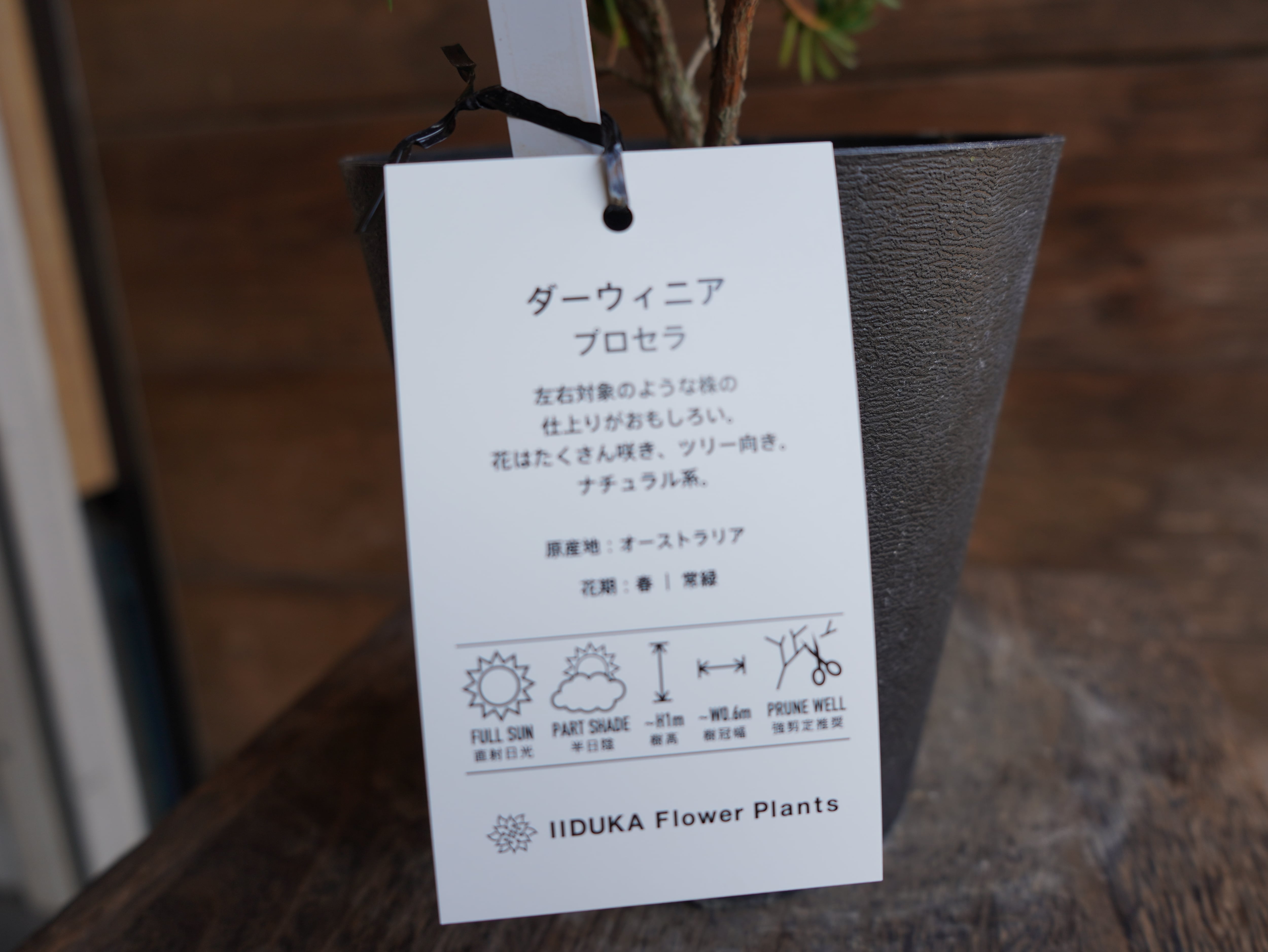 【現物】ダーウィニア　”プロセラ”　A