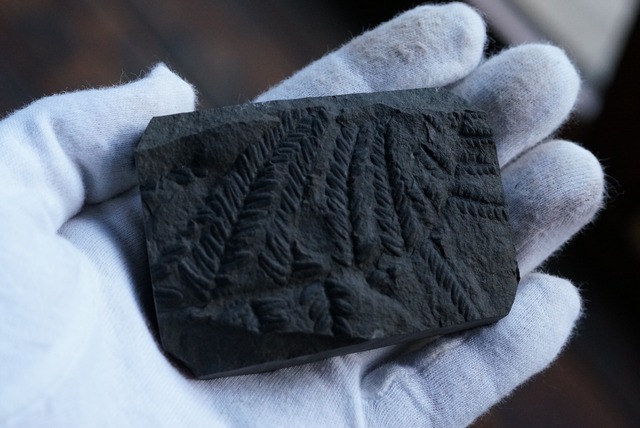 シダ化石　Pecopteris sp.