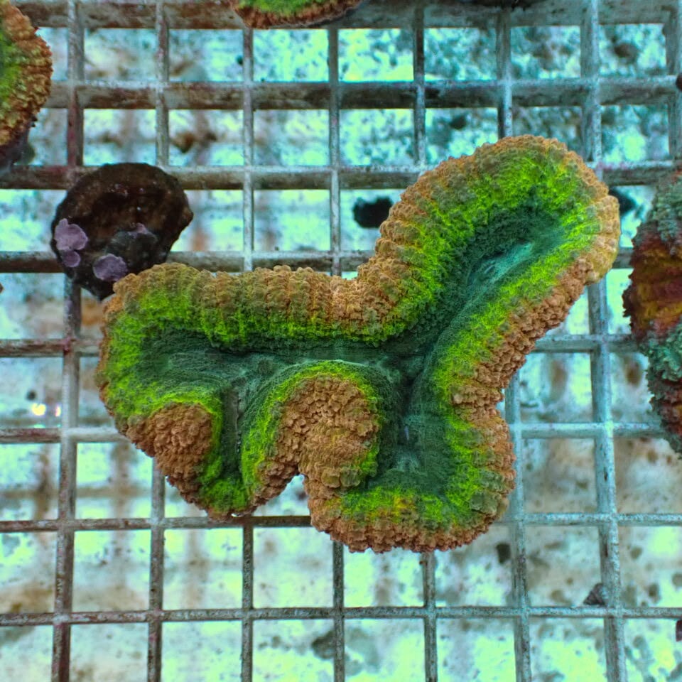 ハナガタサンゴ | HOUSE REEF(ハウスリーフ)サンゴ・海水魚・海藻