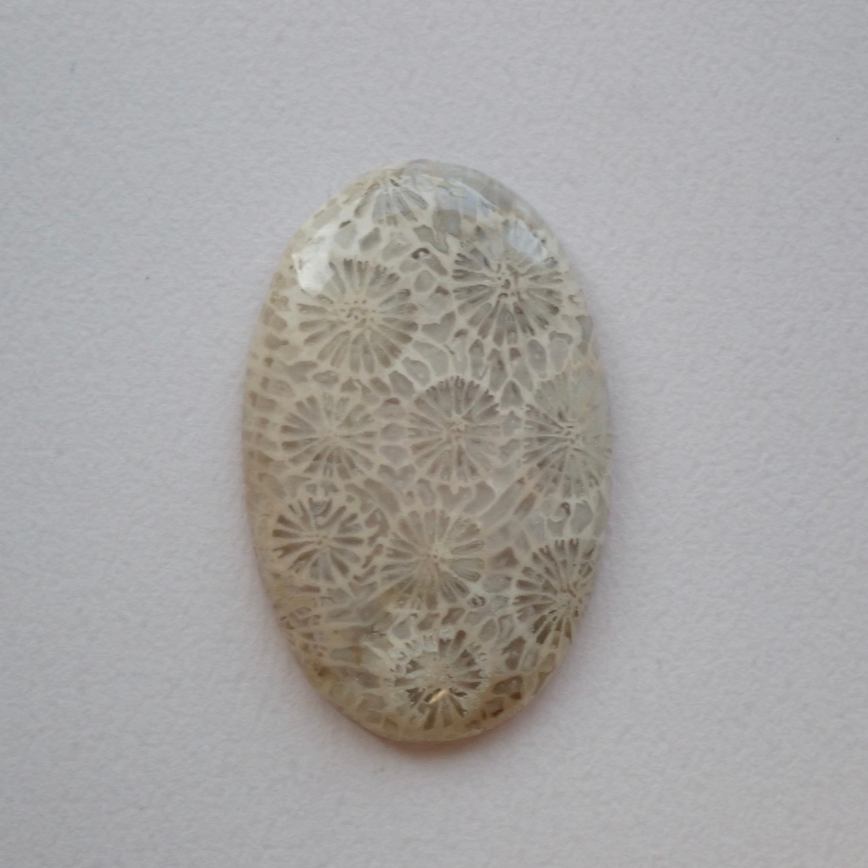 フォッシルコーラル　01