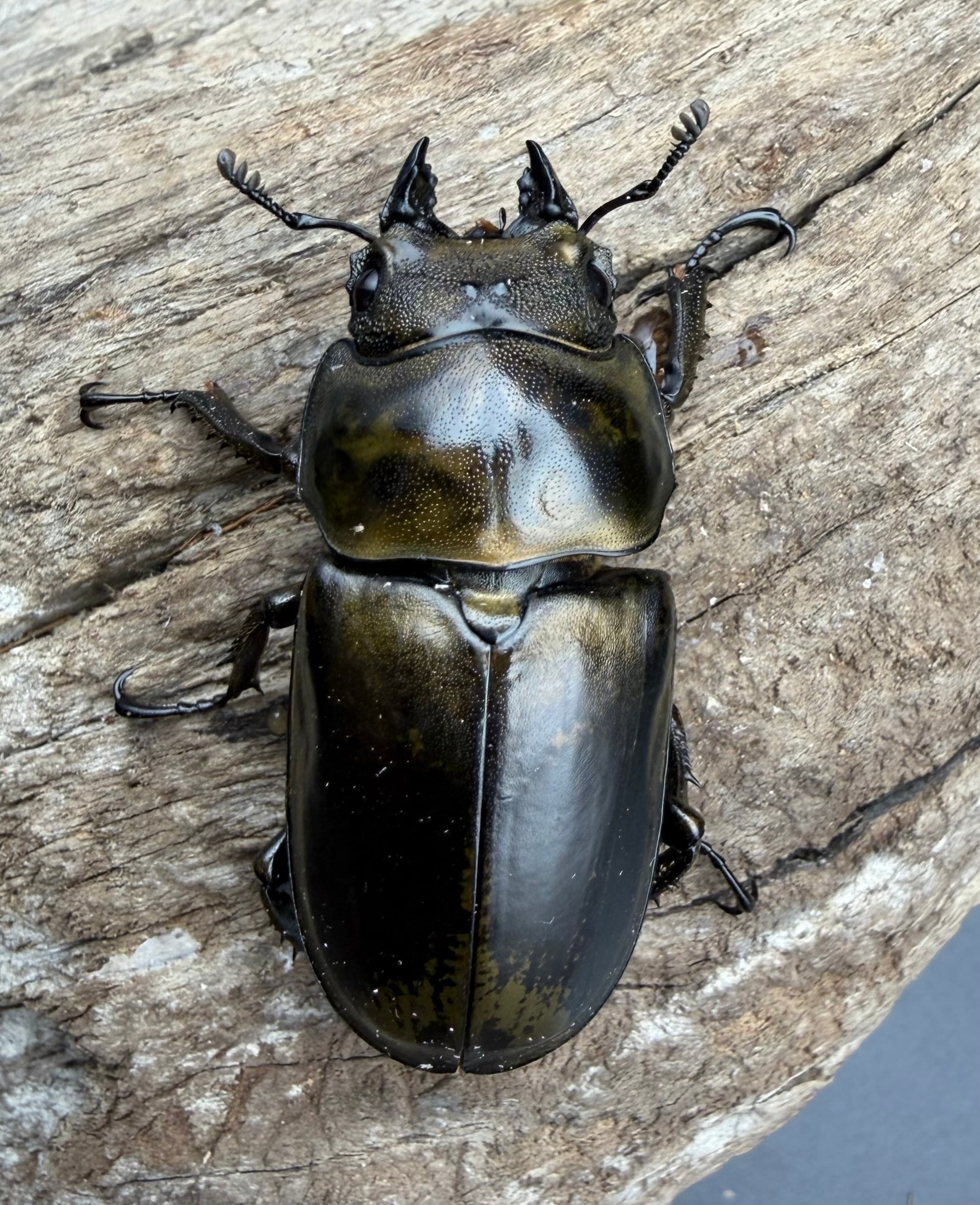 F0】《ローゼンベルグオウゴンオニクワガタ 60mm ペア》 | KPW公式