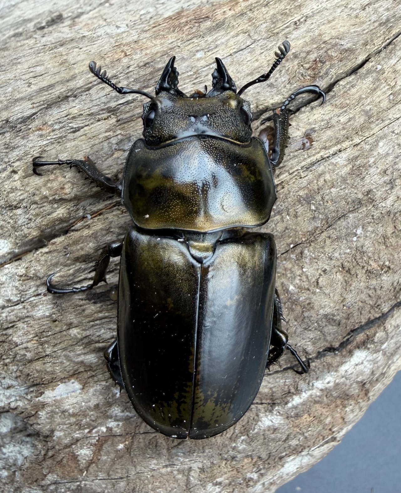 【F0】《ローゼンベルグオウゴンオニクワガタ 60mm ペア》