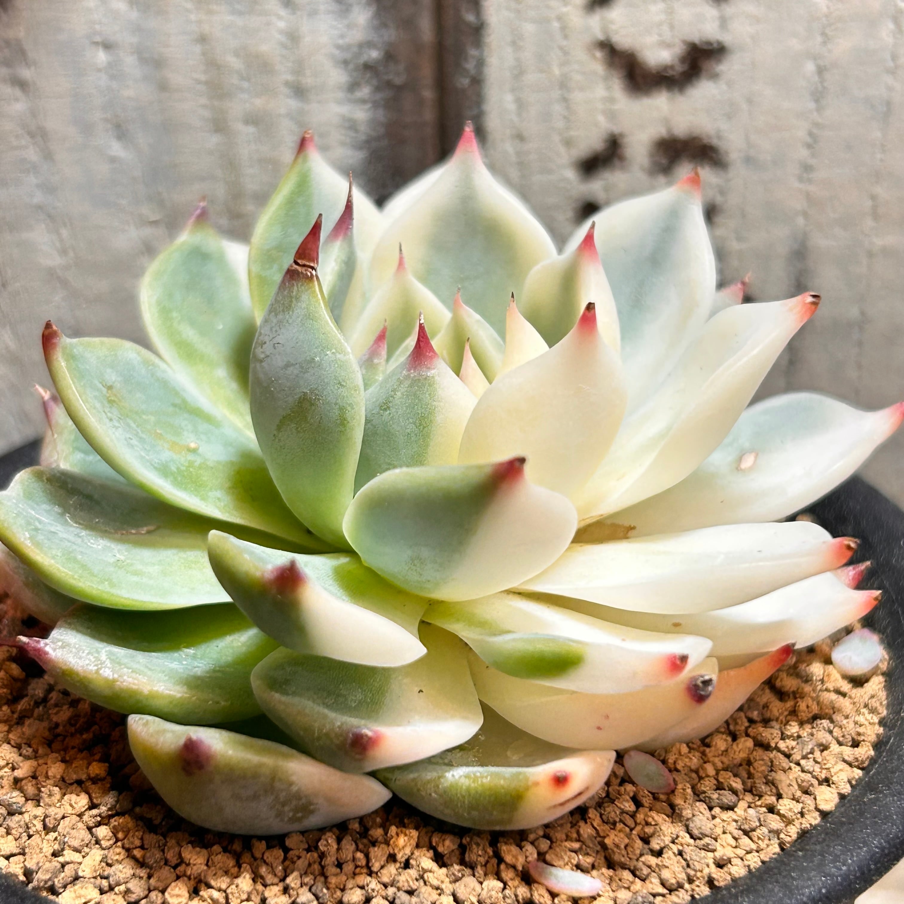 多肉植物   チワワエンシス錦 A)チワワエンシス錦 | RuPo 多肉植物専門店