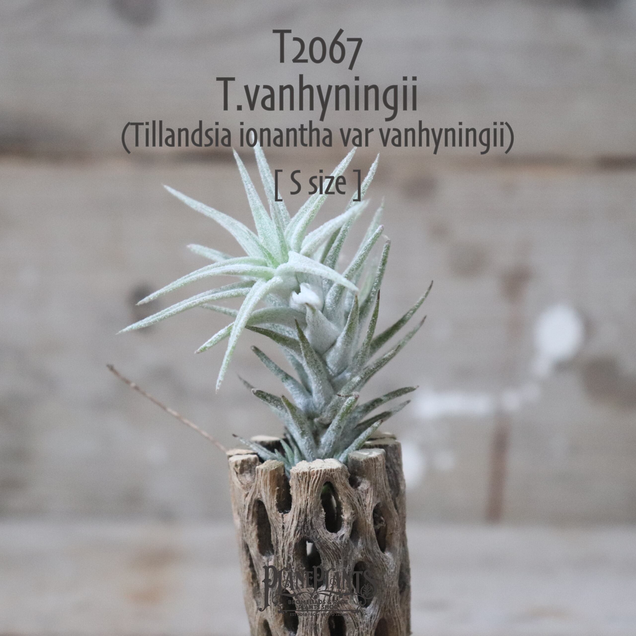 【送料無料】vanhyningii S〔エアプランツ〕現品発送T2067