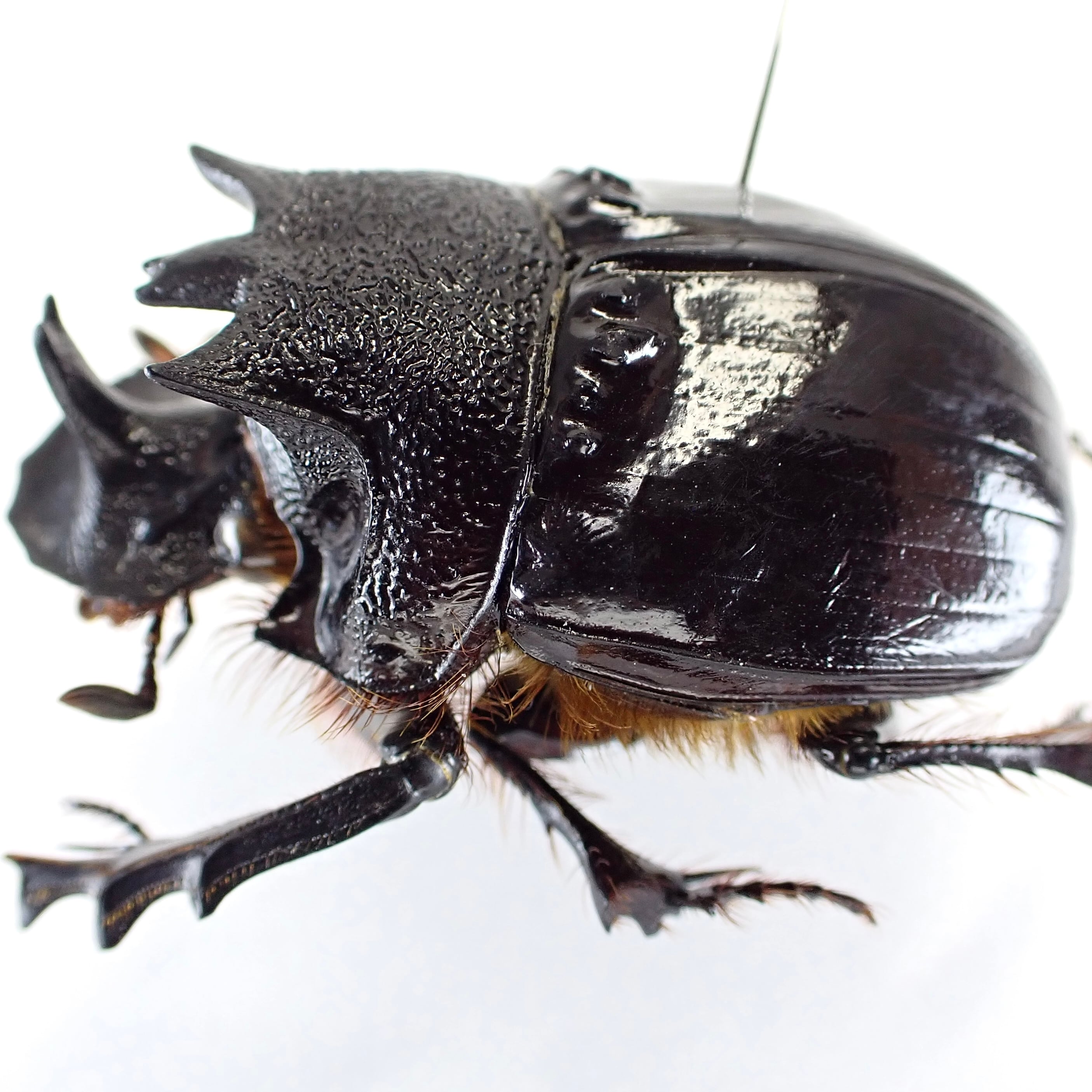 標本 Etiopia Helicopris densissa 35mm エチオピア産 Heliocopris hermes ♂ 35mm XL | 昆虫標本