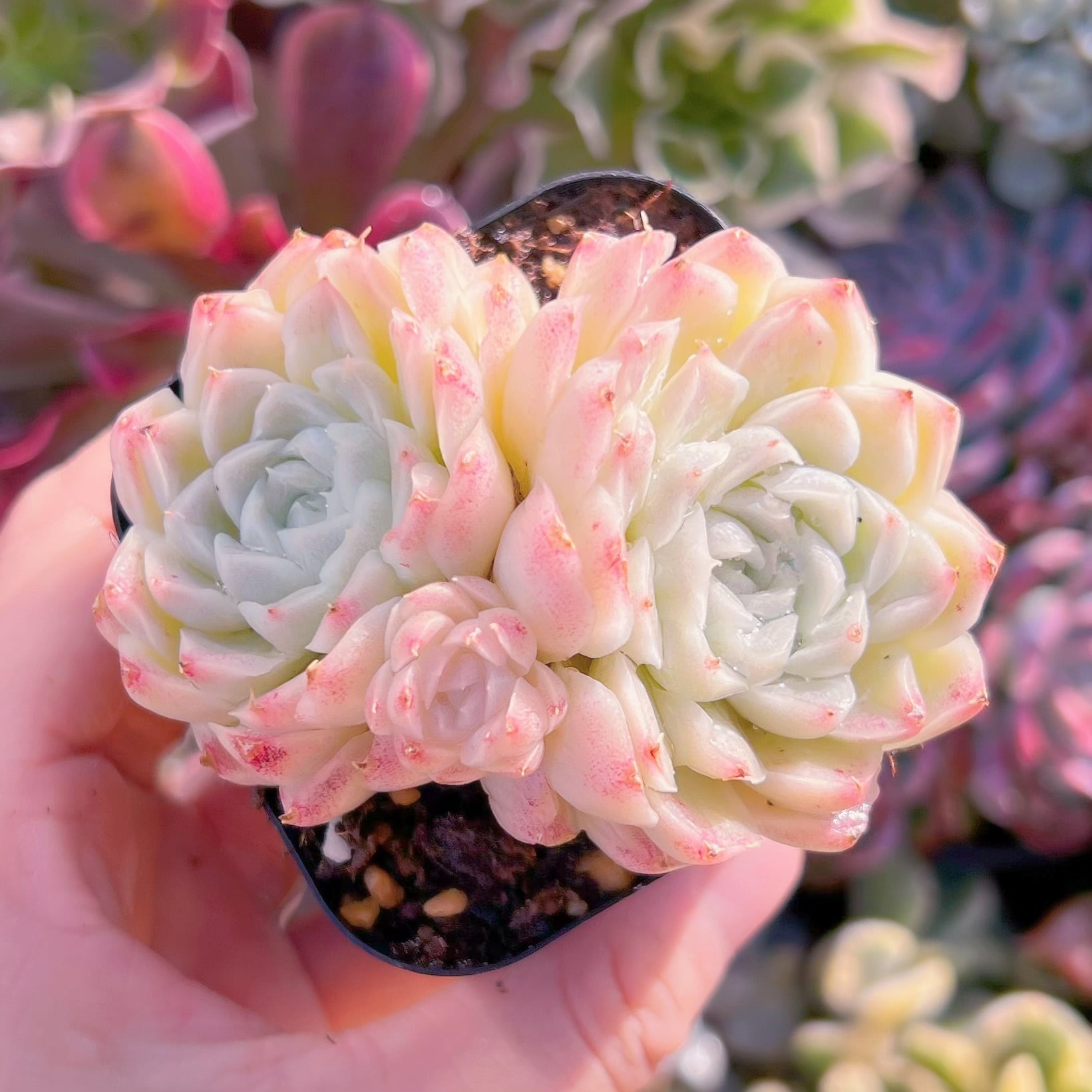 現品　ヒューミリス#507    群生　るる農園