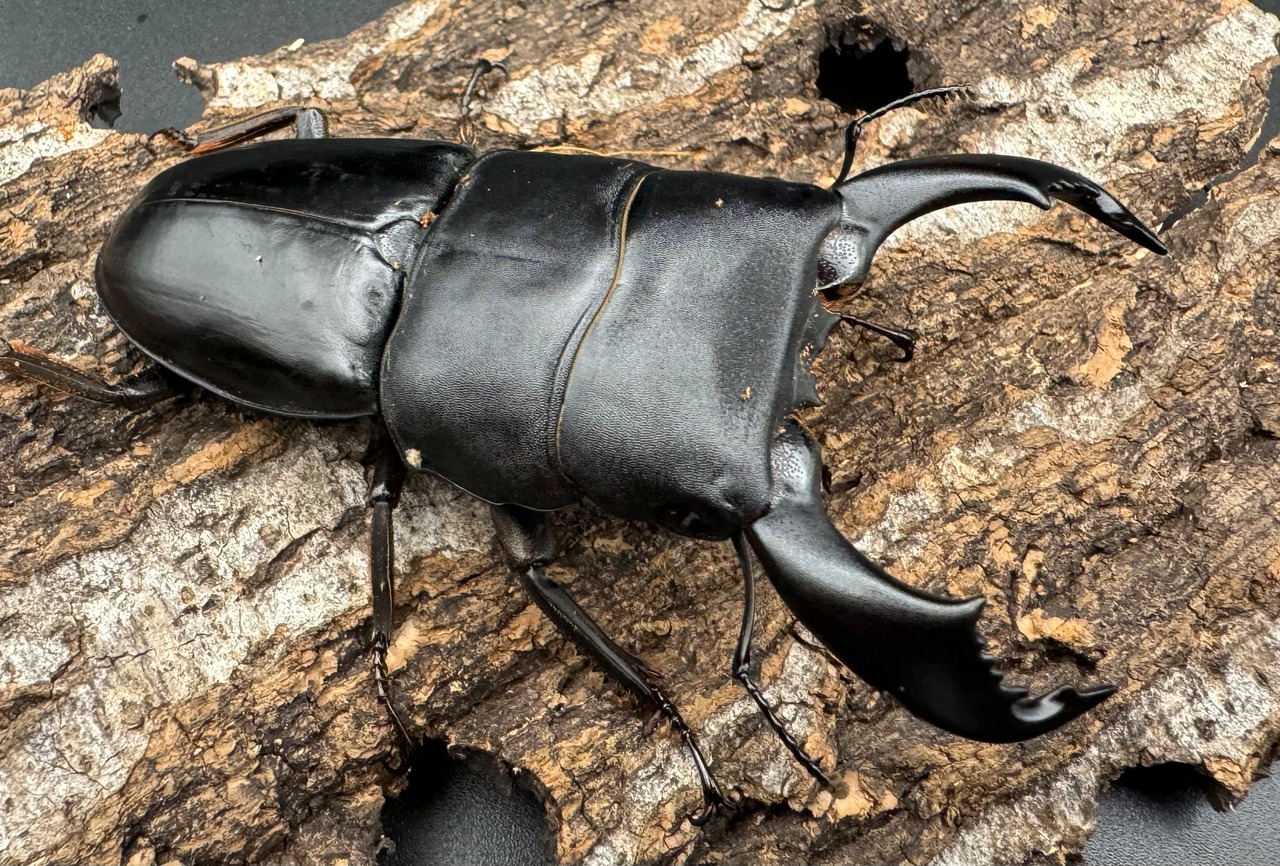 【WD】《スマトラオオヒラタ ベンクール産 81.5mm ペア》