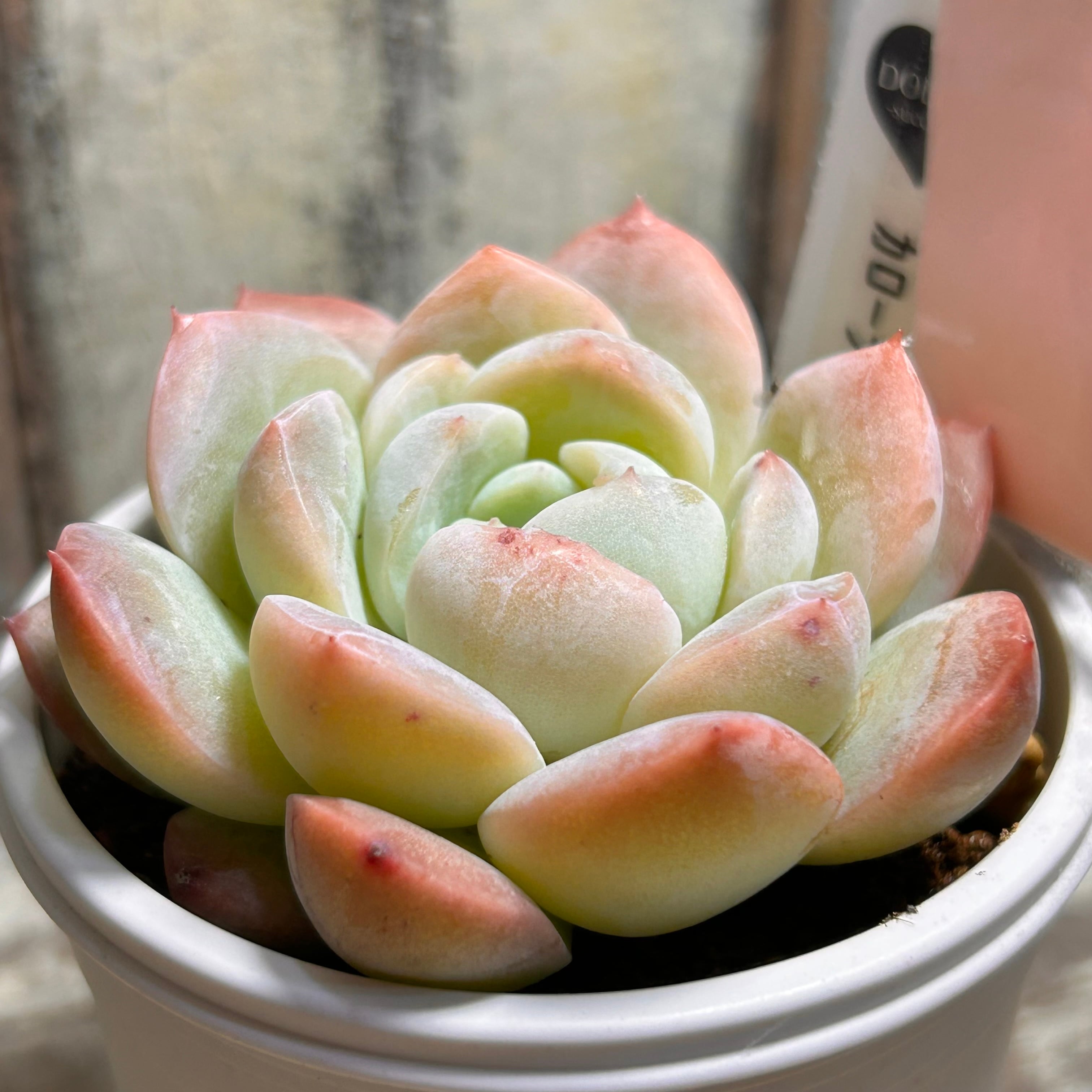 Top【選抜株】多肉植物　13208カローラ　10個　鉢無し/脱土 カローラ | RuPo 多肉植物専門店
