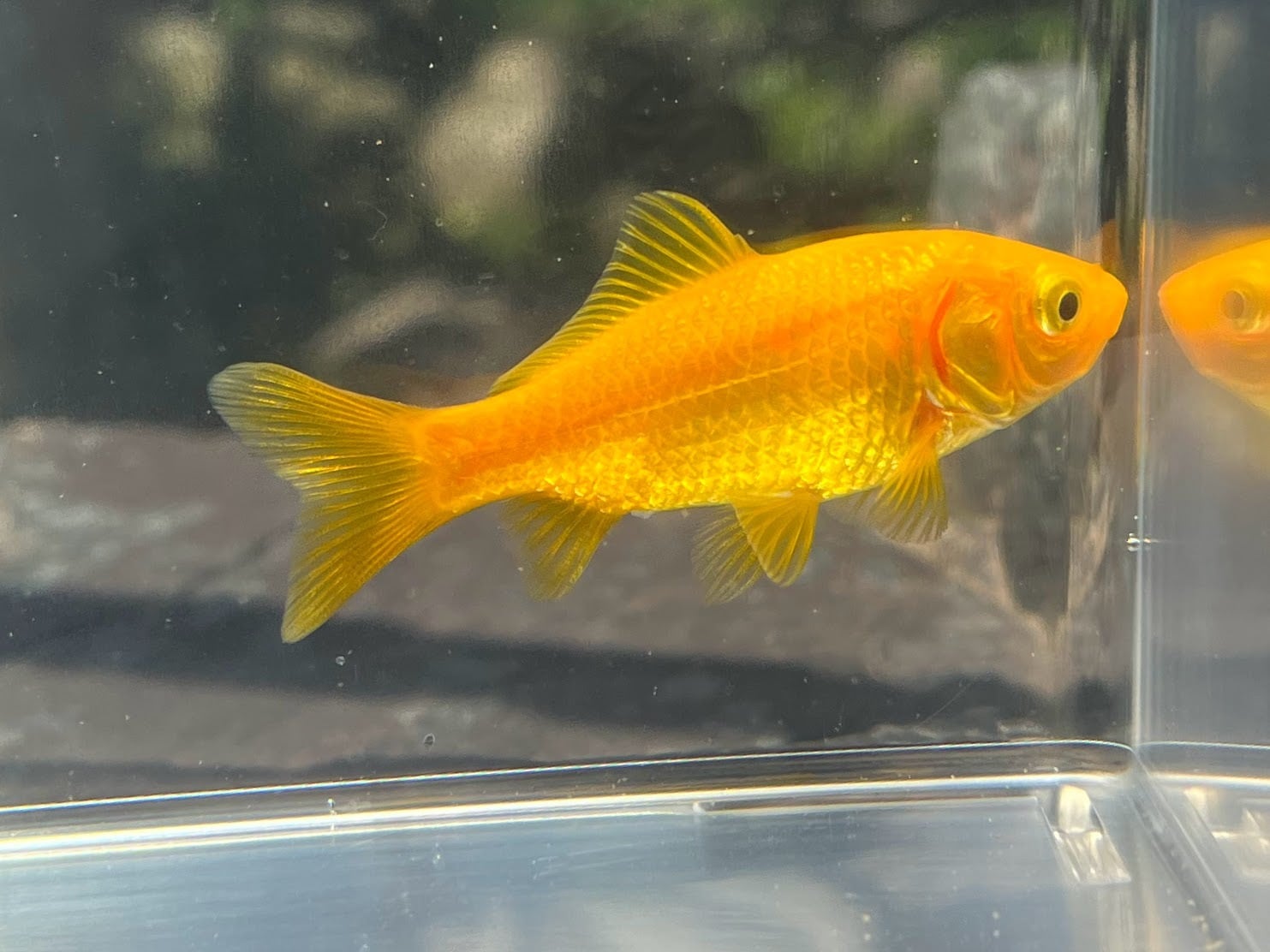 特大 イエローコメット 三歳 (国産金魚 まるで錦鯉 美個体)の通販はau 