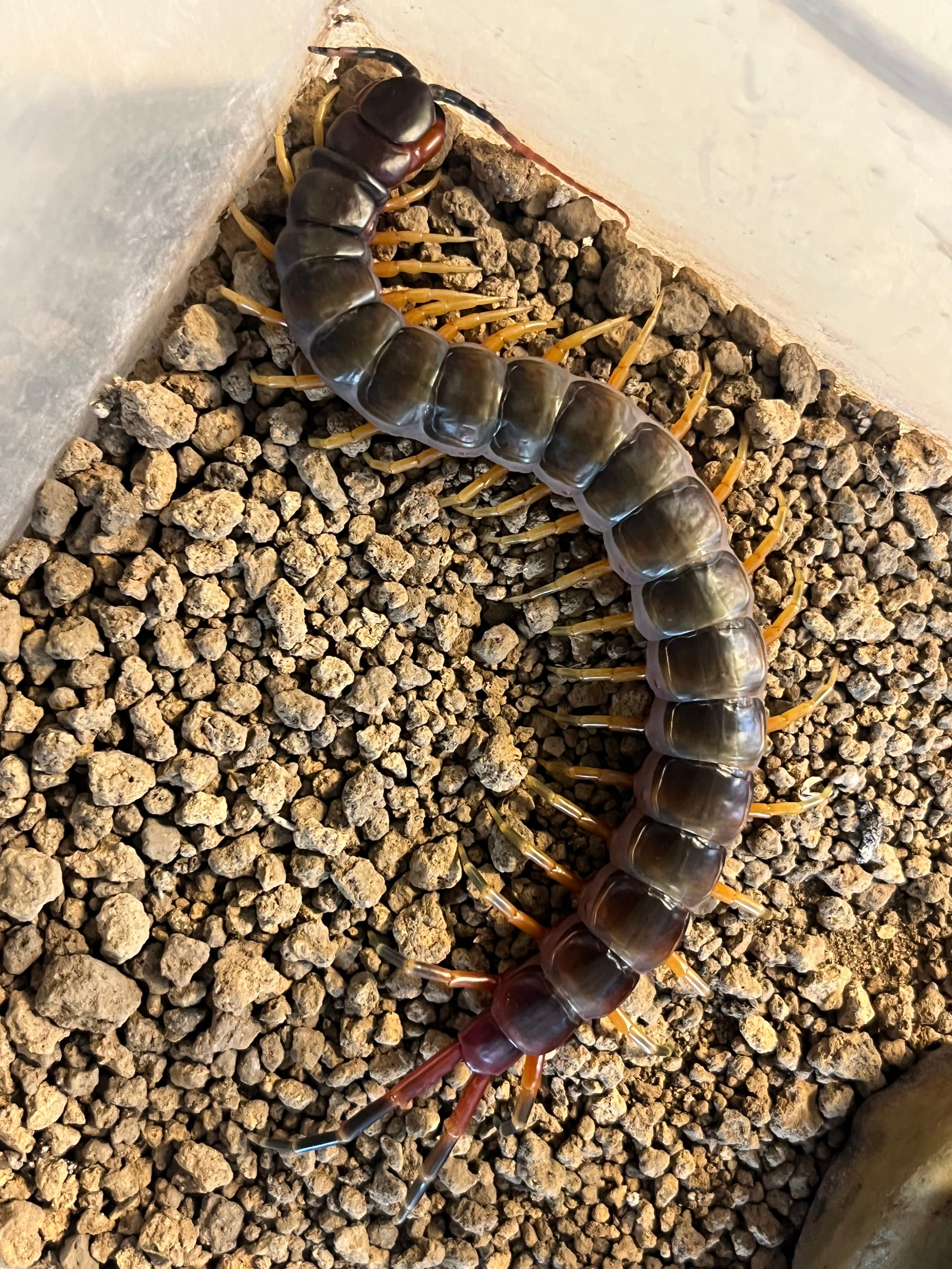 ムカデ | オモニキチュウ