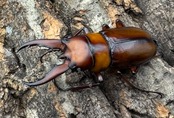 《トカラノコギリクワガタ ホワイトアイ 42mm ペア