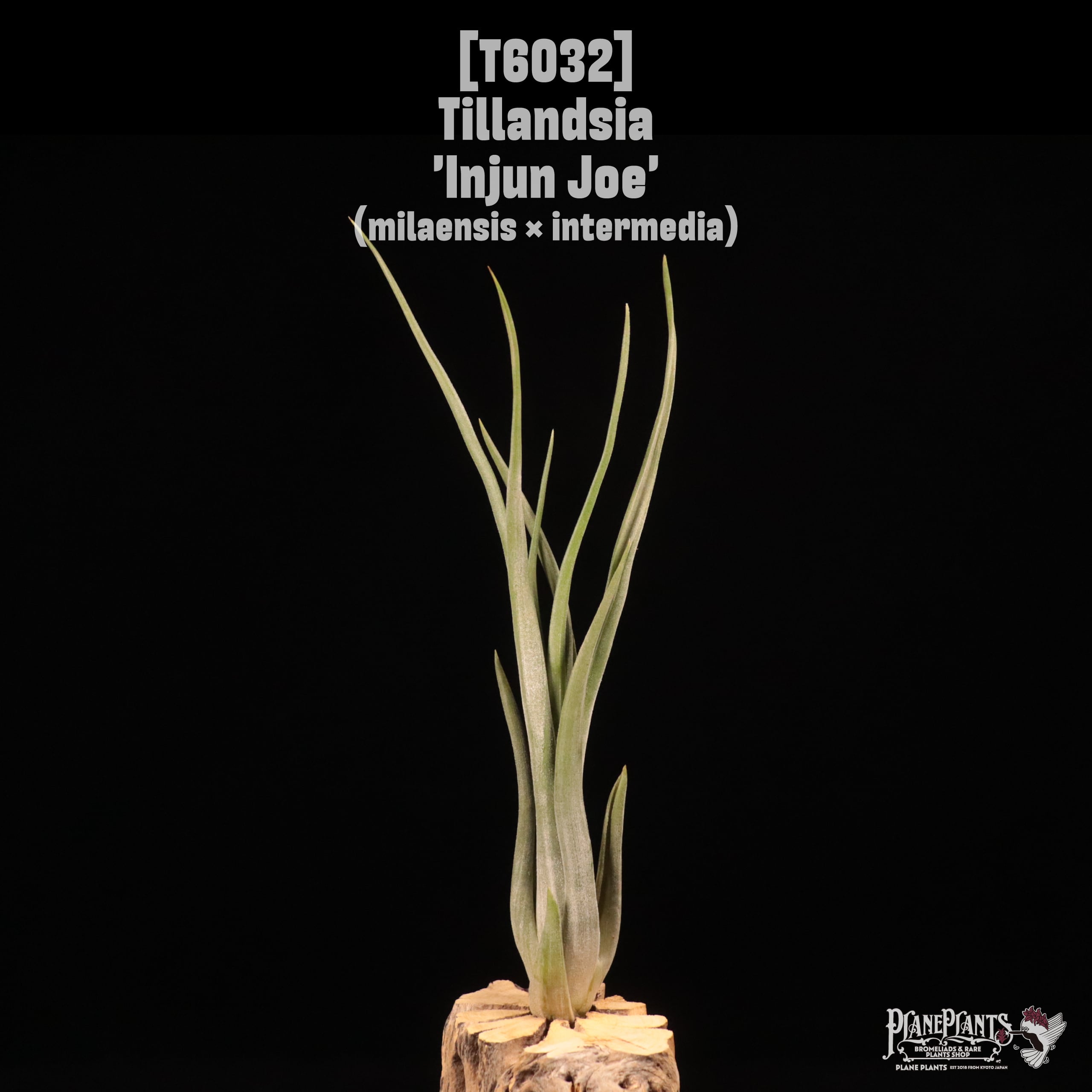 Tillandsia 'Injun Joe'〔ティランジア〕T6032