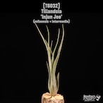 Tillandsia 'Injun Joe'〔ティランジア〕T6032