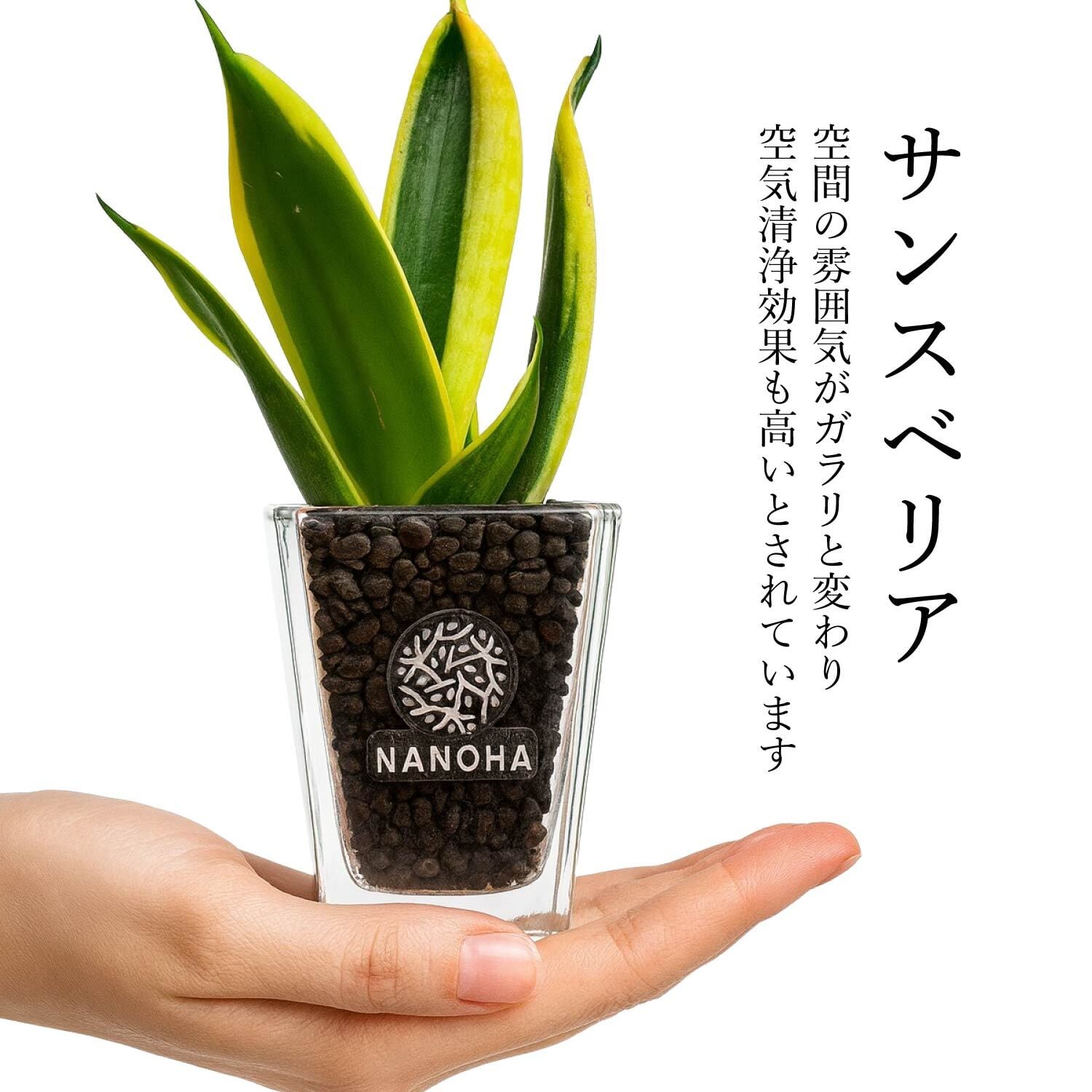 お得な3点セット】 ガジュマル パキラ サンスベリア 黒砂利（四角容器