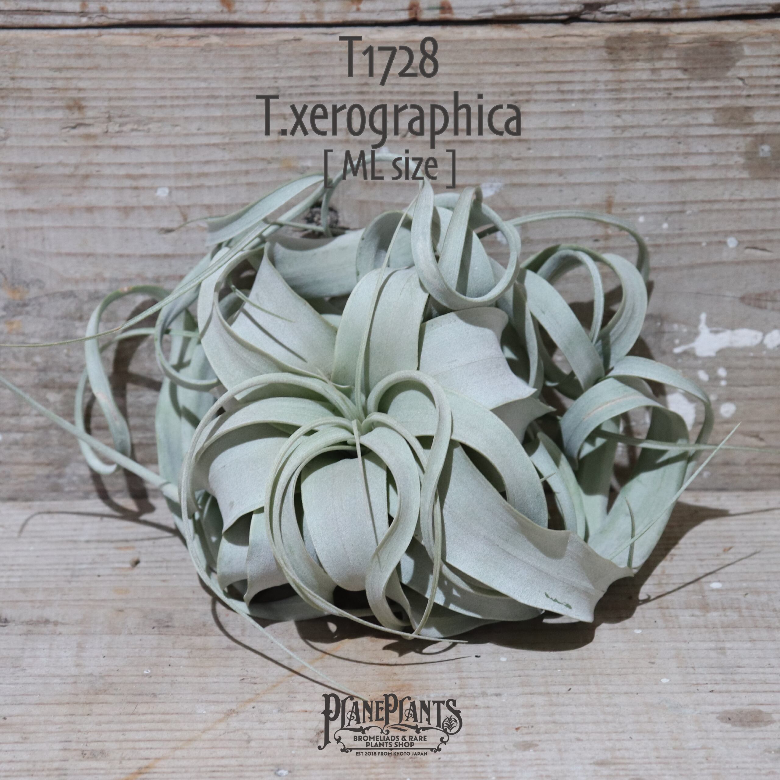 【送料無料】キセログラフィカ ML〔エアプランツ〕現品発送T1728