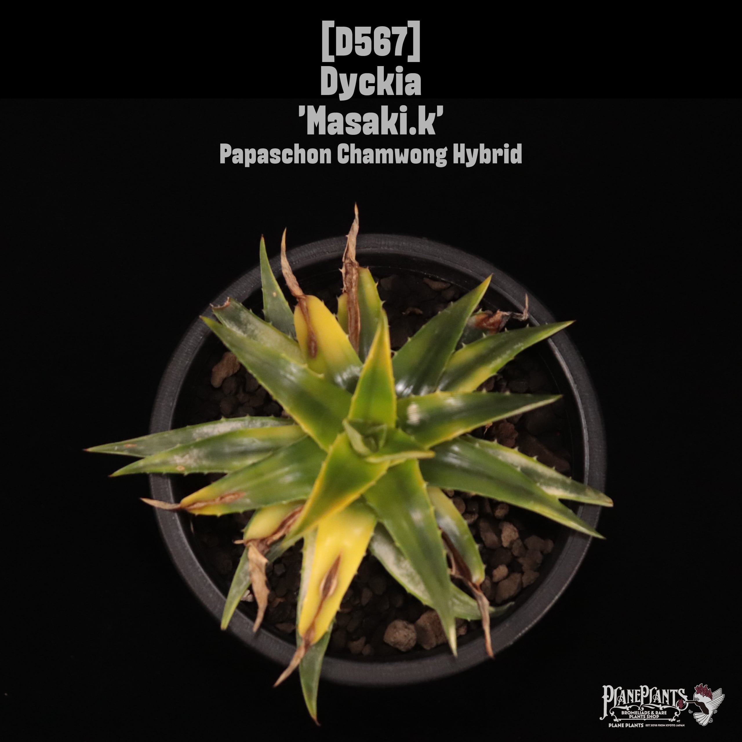 【送料無料】Dyckia 'Masaki.k'〔ディッキア〕現品発送D567