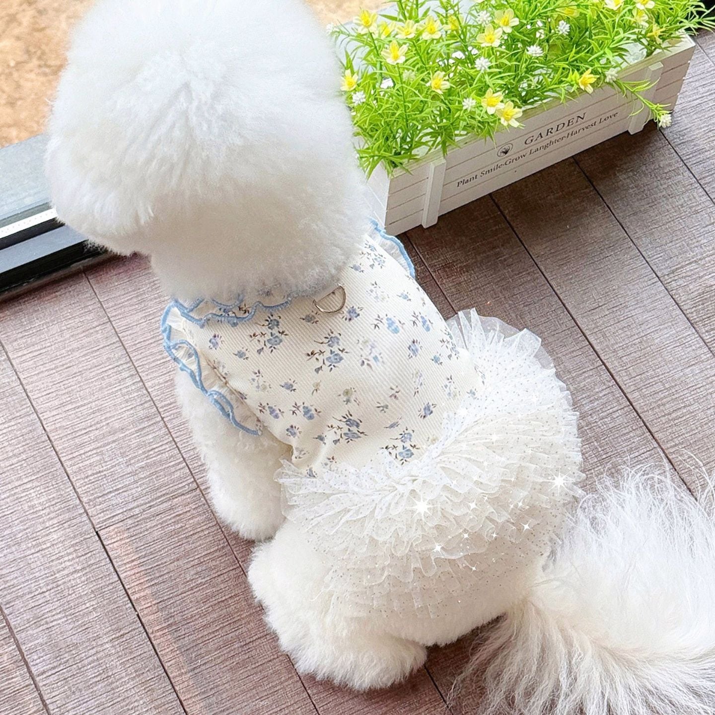 予約】ふんわりチュールフリルワンピース 犬服 小型犬用 花柄レース