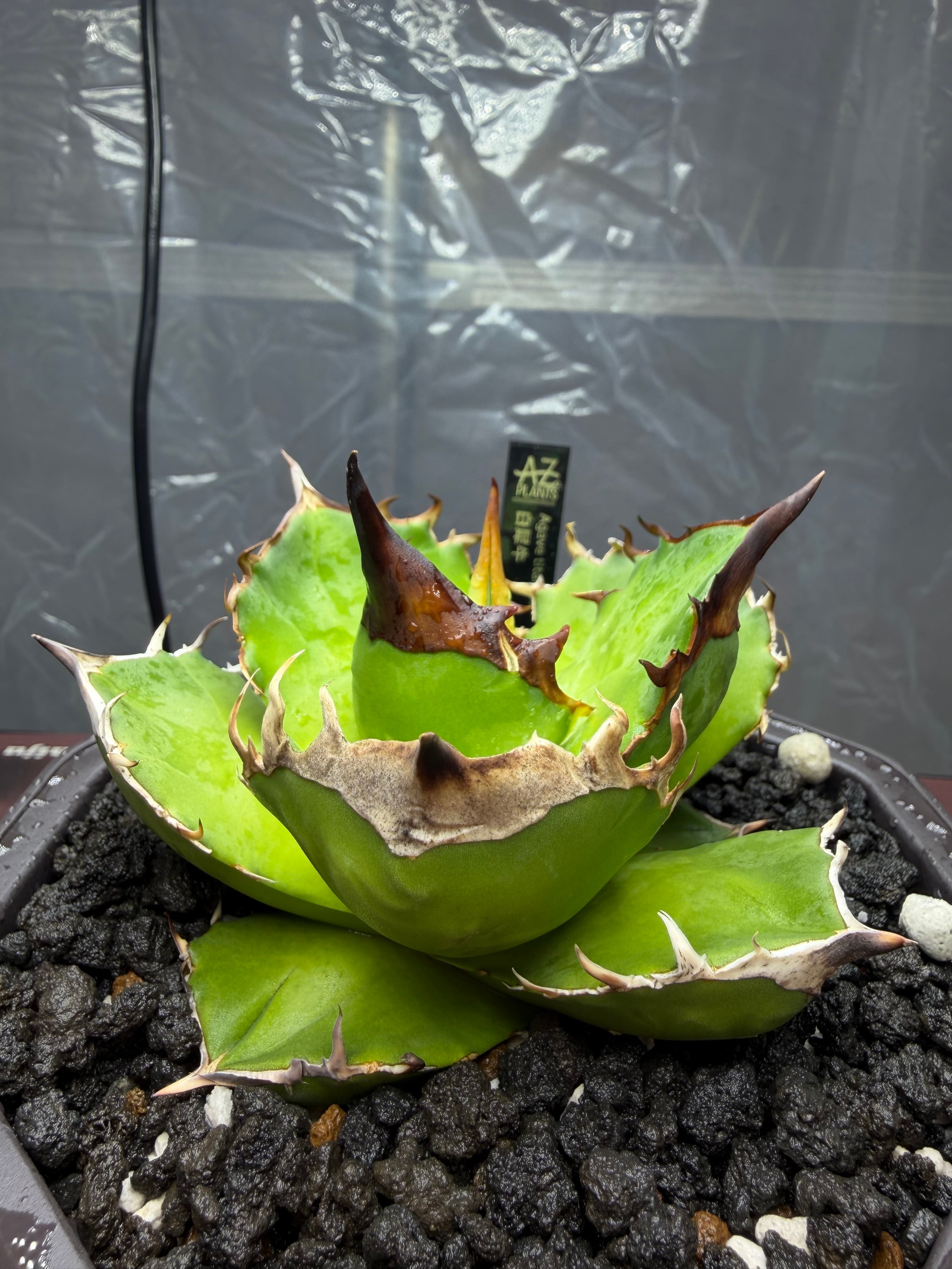 Oaxaca seedling「オアハカ実生」アガベ Agave | AZ.PLANTS