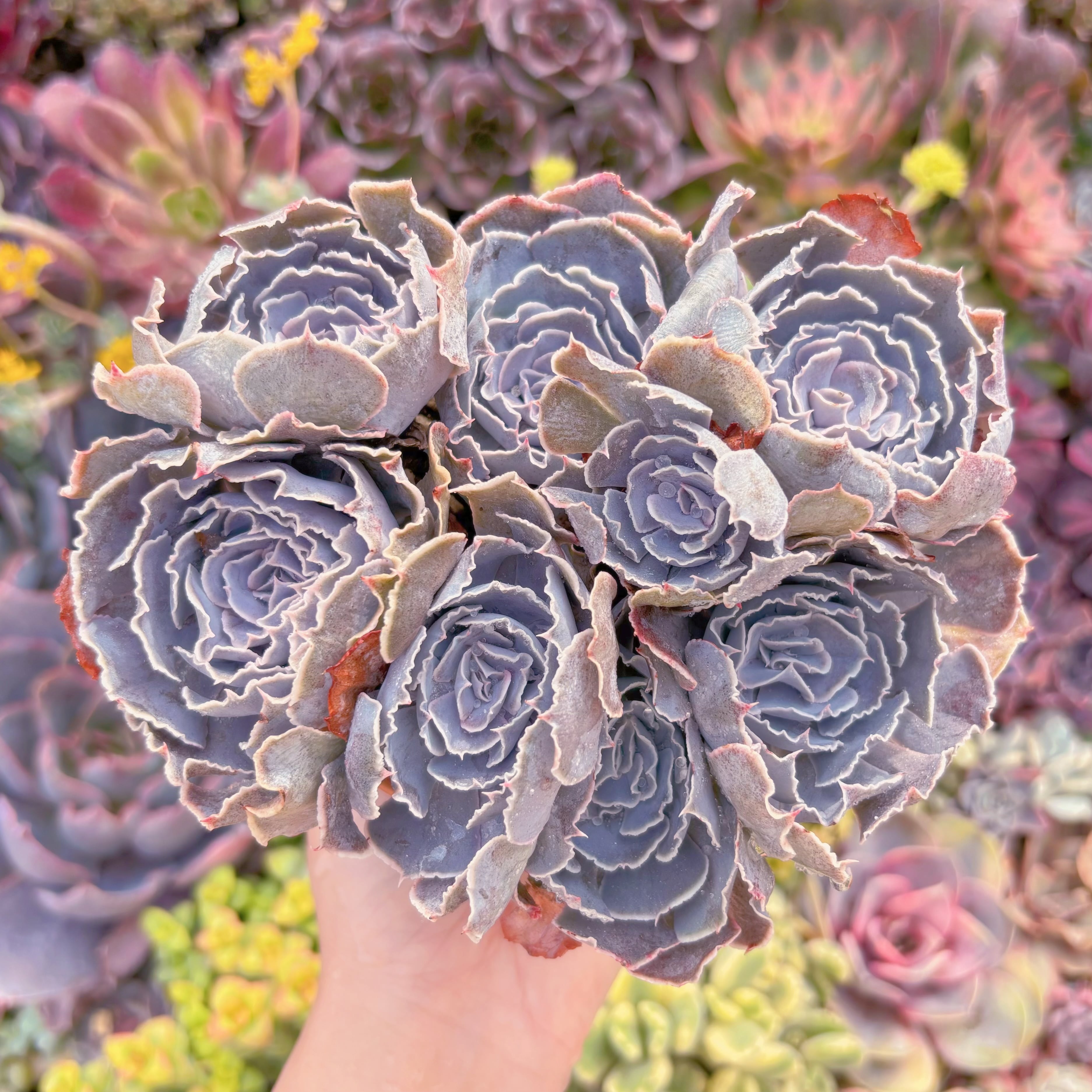 現品　 スワンレイク#M033　大群生　るる農園