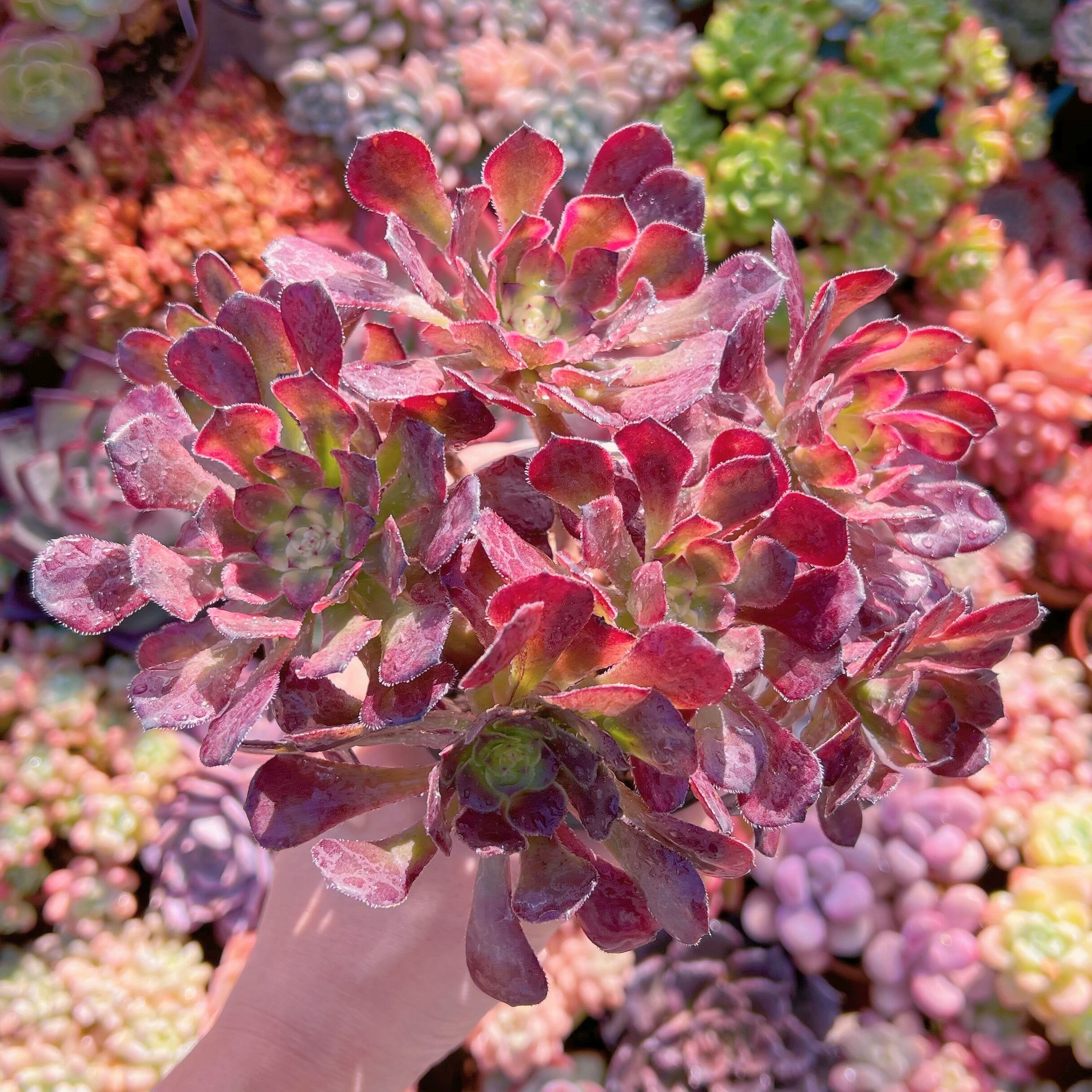 現品　マリド錦#261　特大群生　新入荷