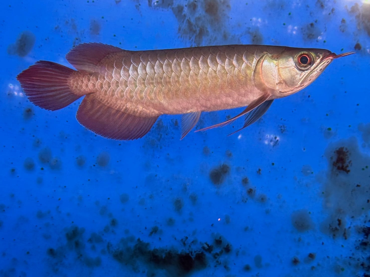 新入荷 | アクアショップ ビリーケン オンラインストア