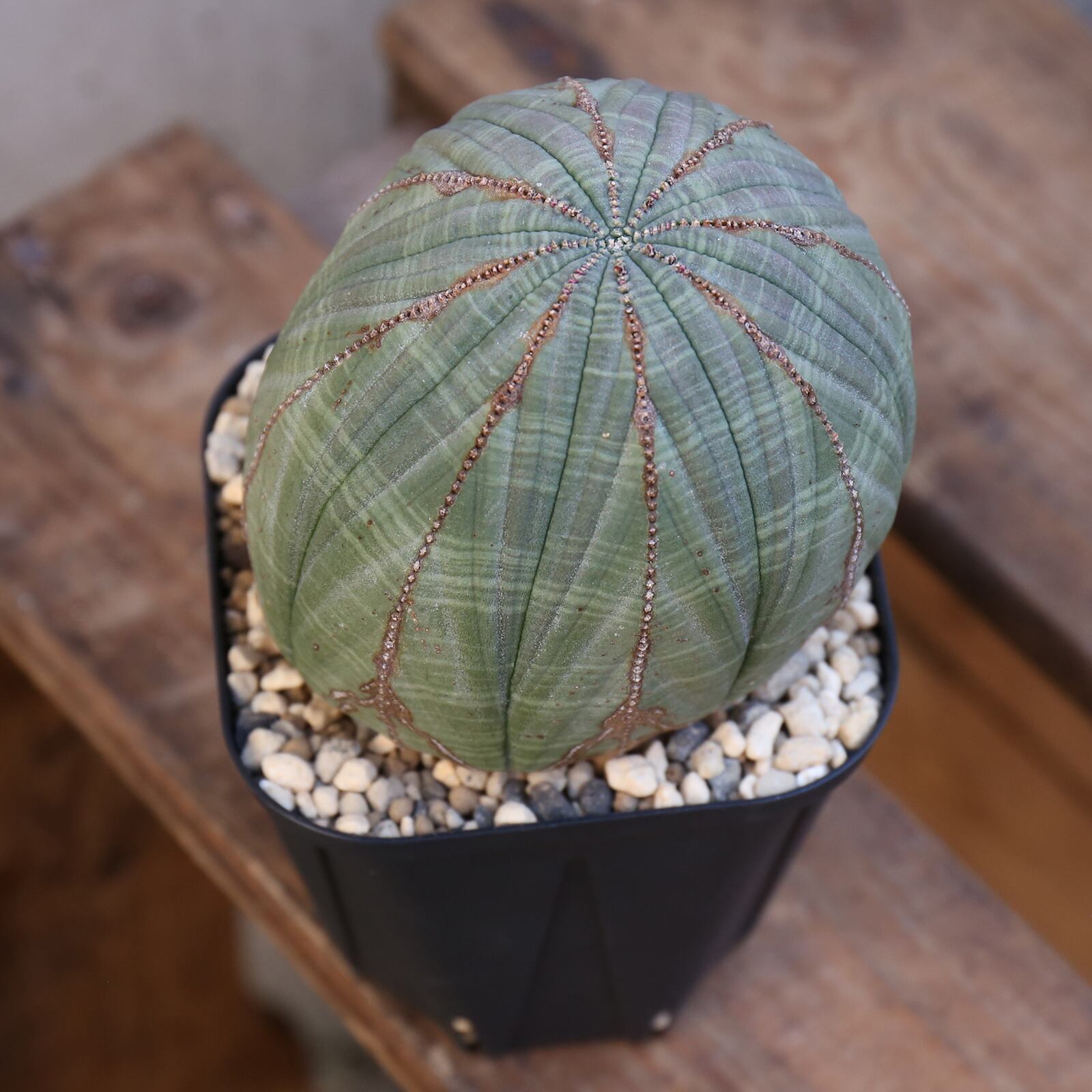 メール便対応! オベサ オス 実生 ユーフォルビア | deborahmarshlaw.com