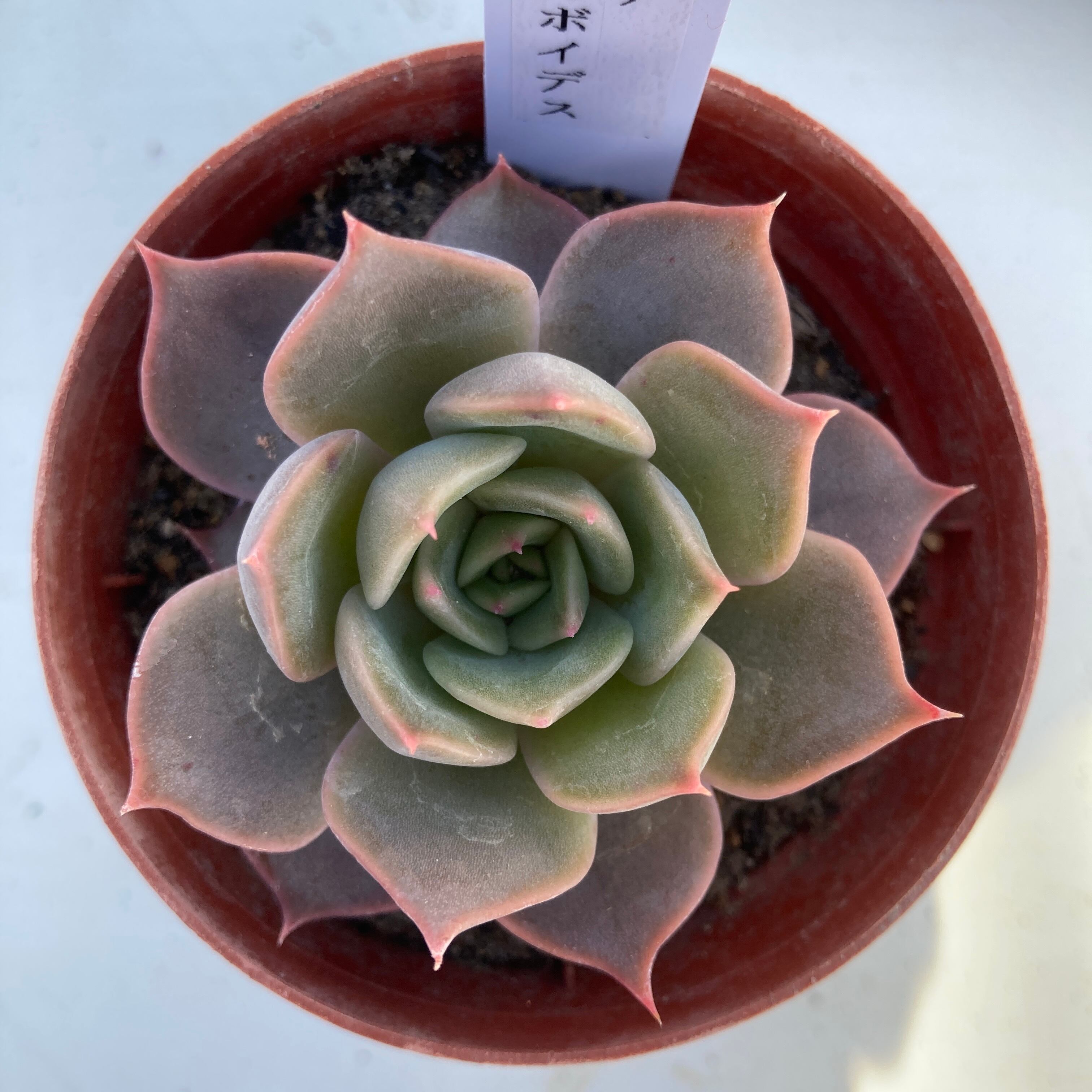 現物商品 リラシナ アガボイデス 多肉植物研究所