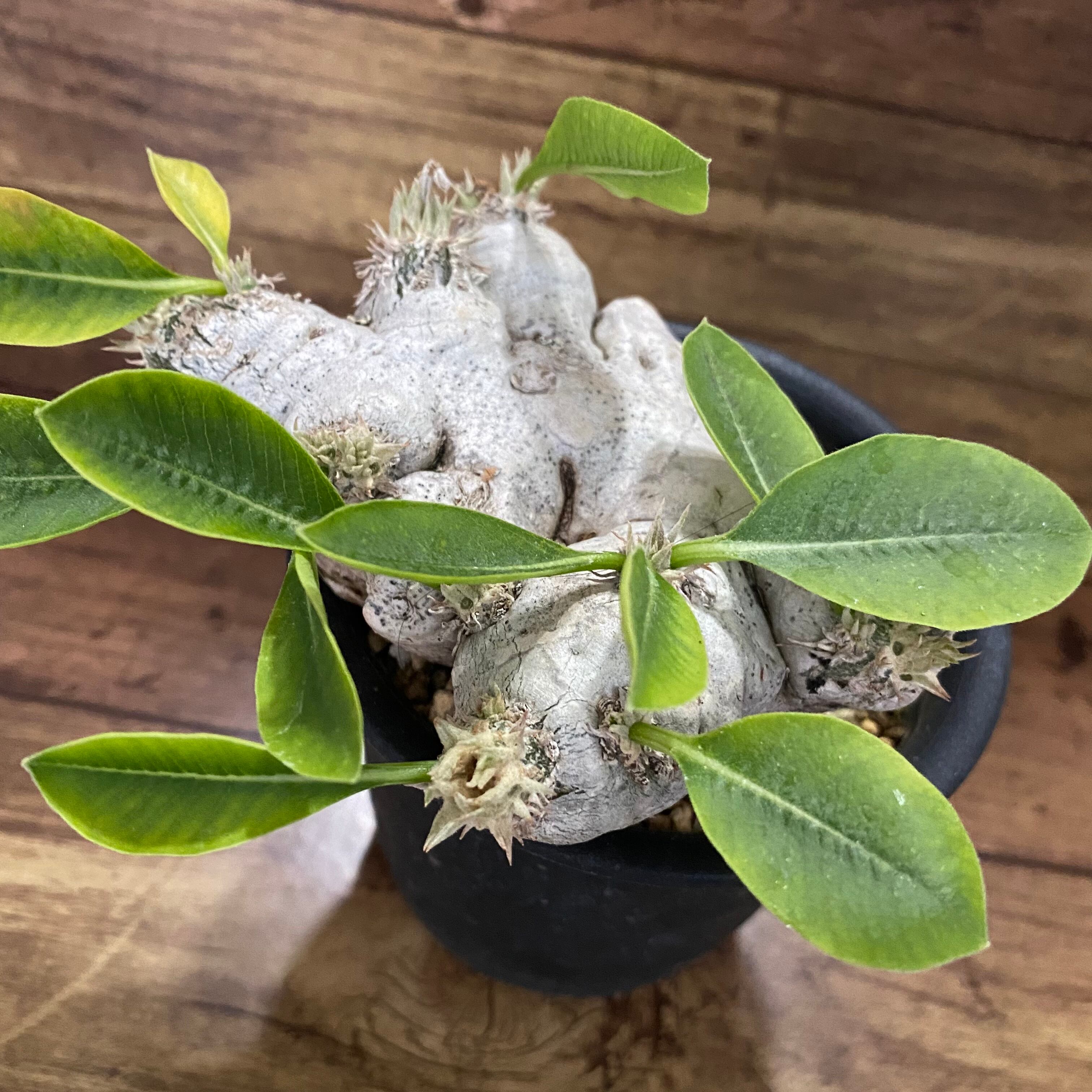 塊根植物・抜き苗】パキポディウム 恵比寿笑い2'【発根開始 塊根植物・抜き苗】パキポディウム 恵比寿笑い2'【発根開始