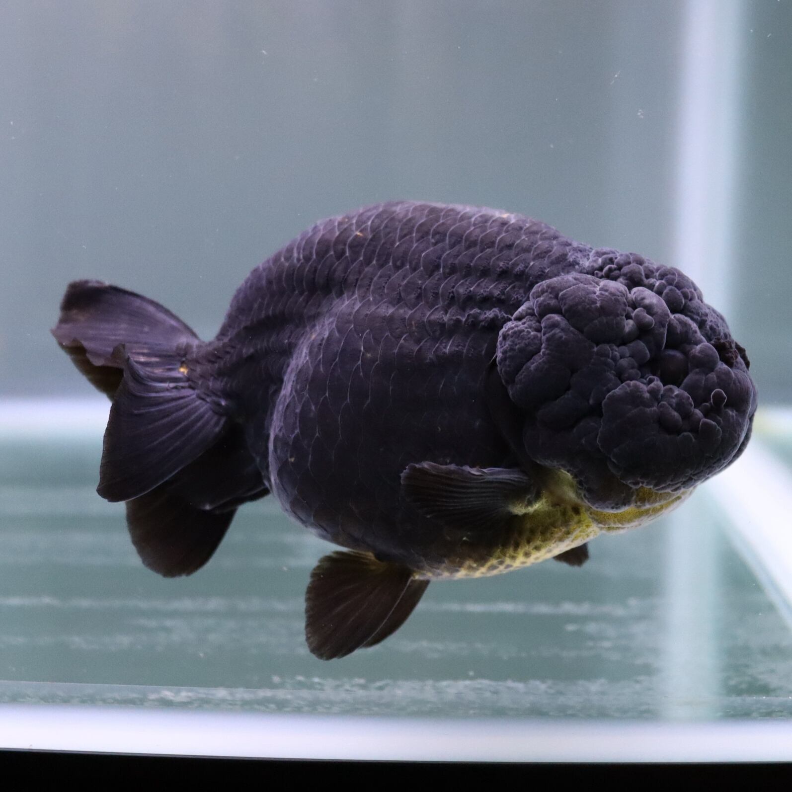 黒らんちゅう 13cm 金魚 熱帯魚専門店 Aquapro H 黒らんちゅう 13cm 金魚 熱帯魚専門店 Aquapro H