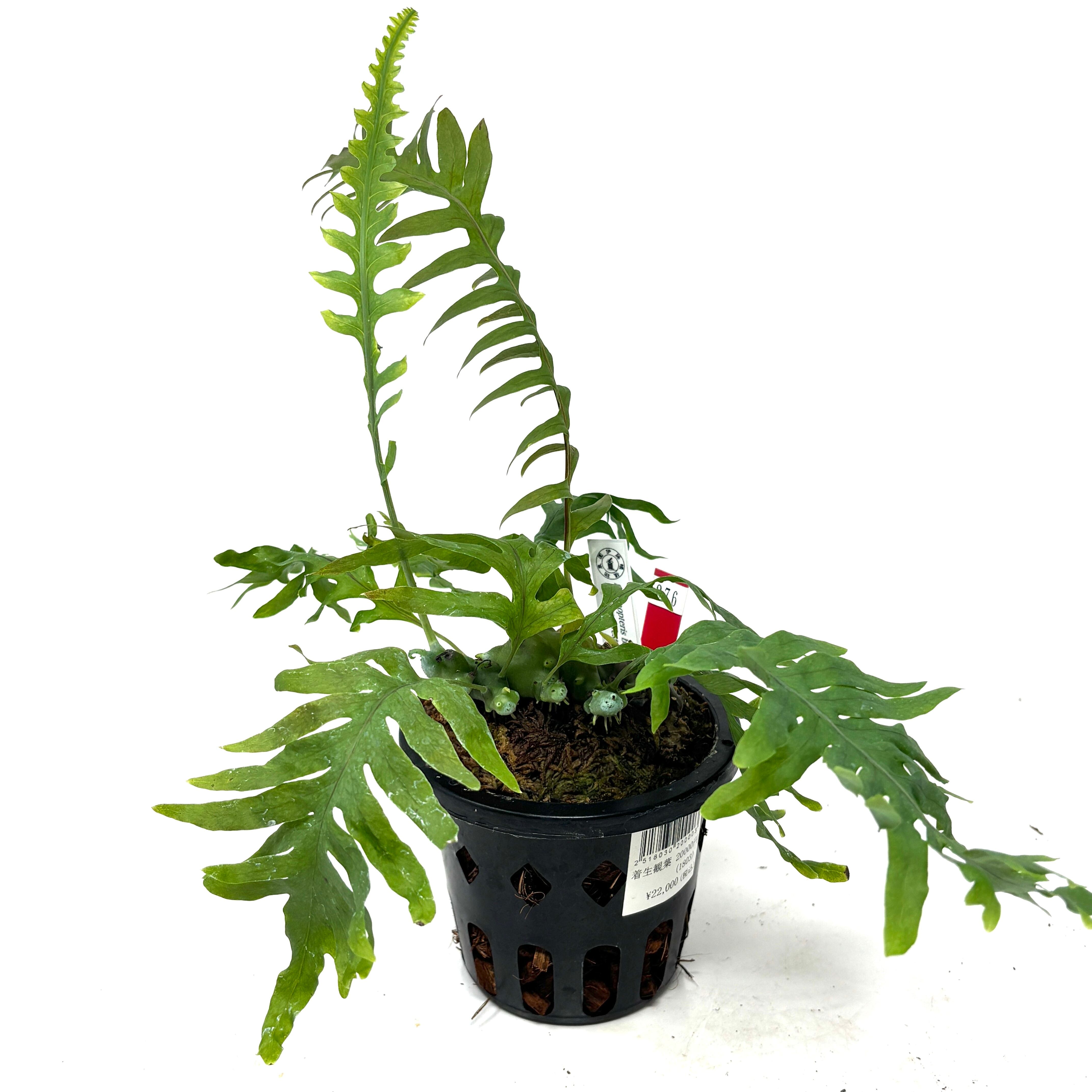 レカノプテリス balgooyi (blue type)【276】