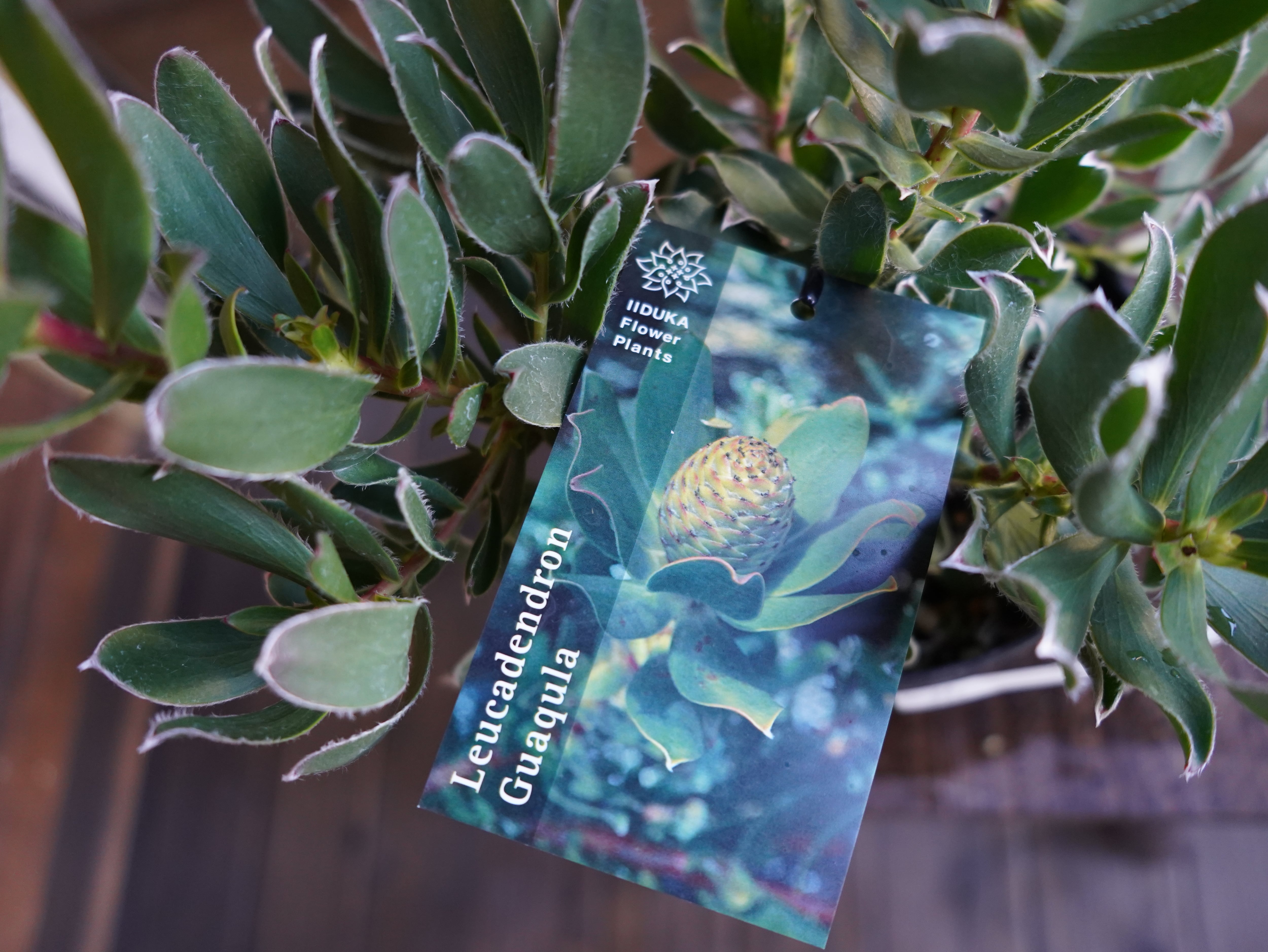 【現物】リューカデンドロン　"Guaqula"　A