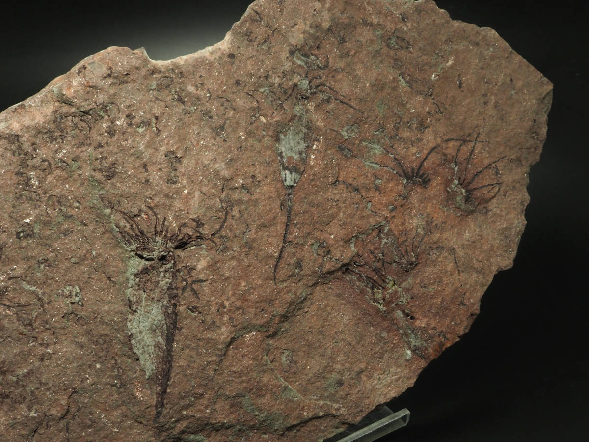 ウミユリ 化石 ウミユリの化石【Ascocystites sp.】モロッコ王国産/棘皮動物