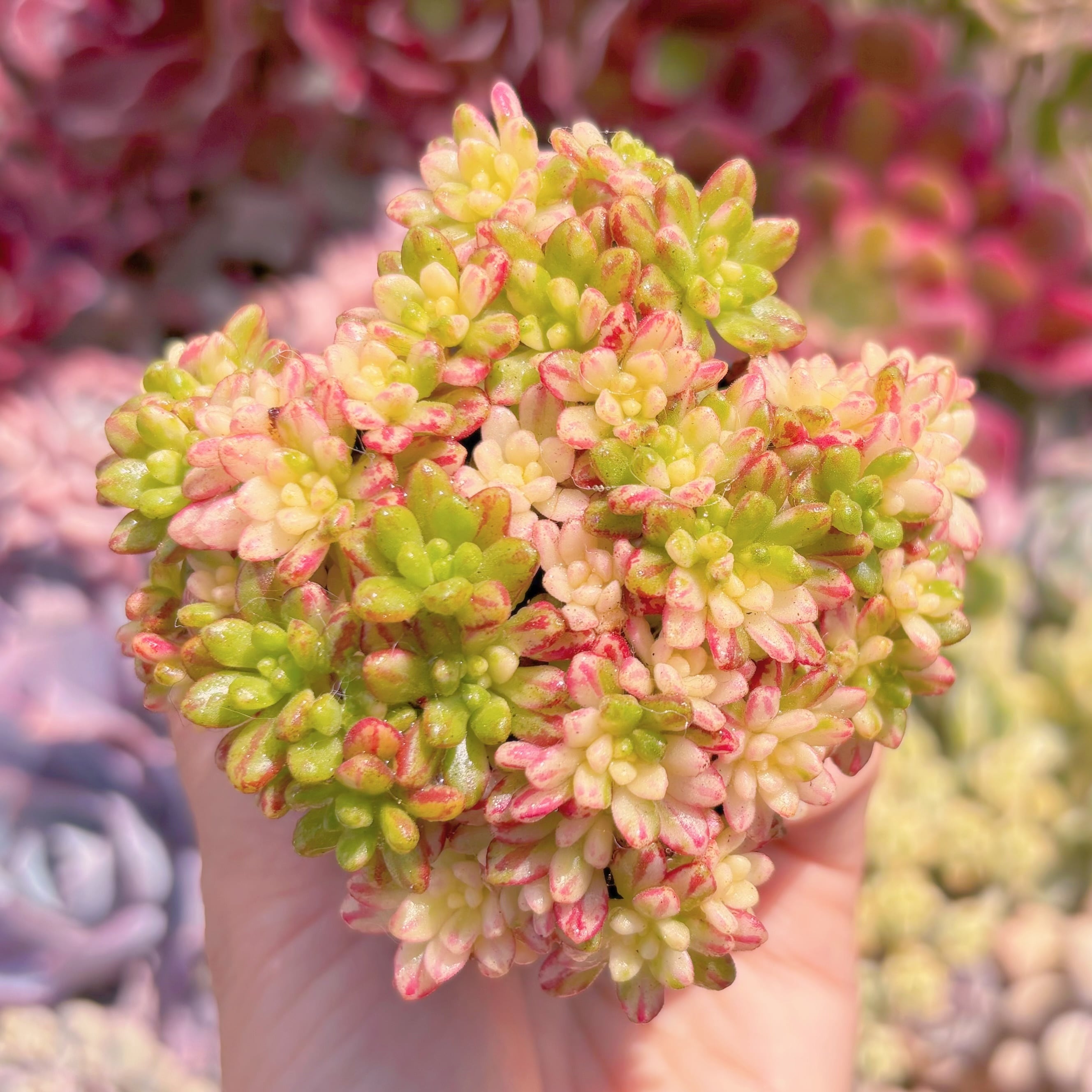 現品　小人の祭り錦#648　群生　るる農園