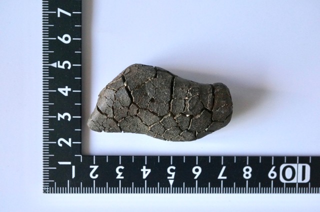 ゴビ砂漠産亀甲石　Gobi Turtleback Stone