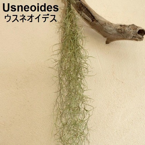 エアプランツ Usneoides