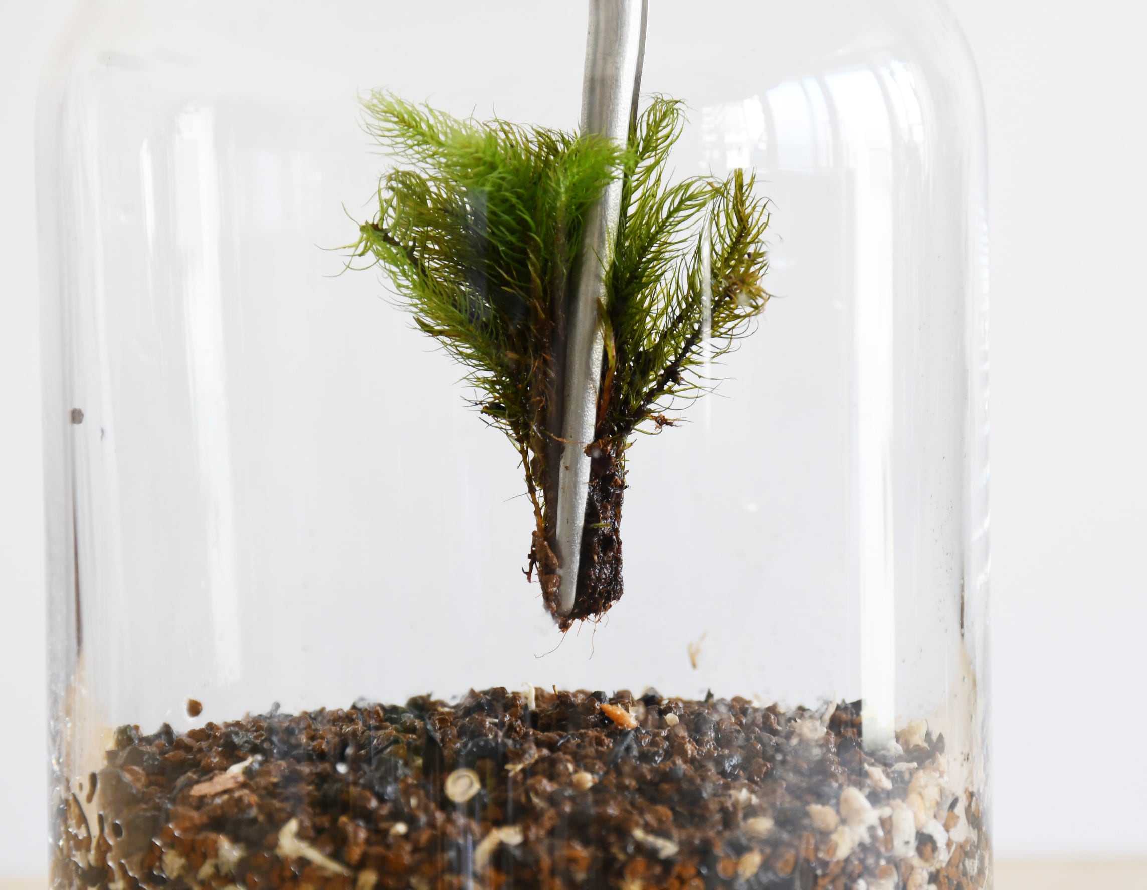 苔テラリウム作製】ピンセット（直・先太）190mm | 苔テラリウム専門