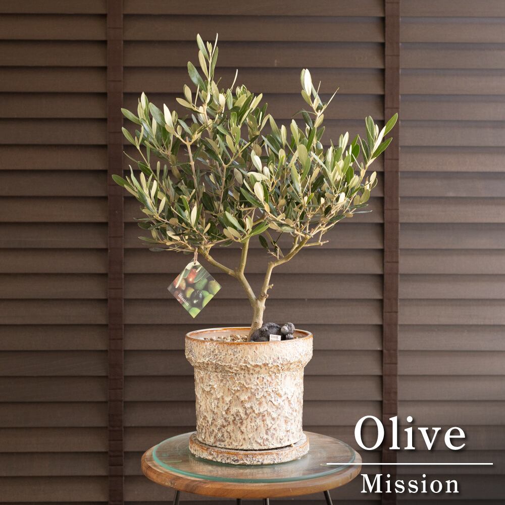 日本製 陶器鉢 創樹 オリーブ ミッション 6号 盆栽 SOUJU Mission Olive オリーブの木 0812BE