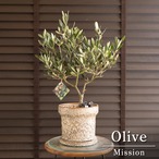 日本製 陶器鉢 創樹 オリーブ ミッション 6号 盆栽 SOUJU Mission Olive オリーブの木 0812BE