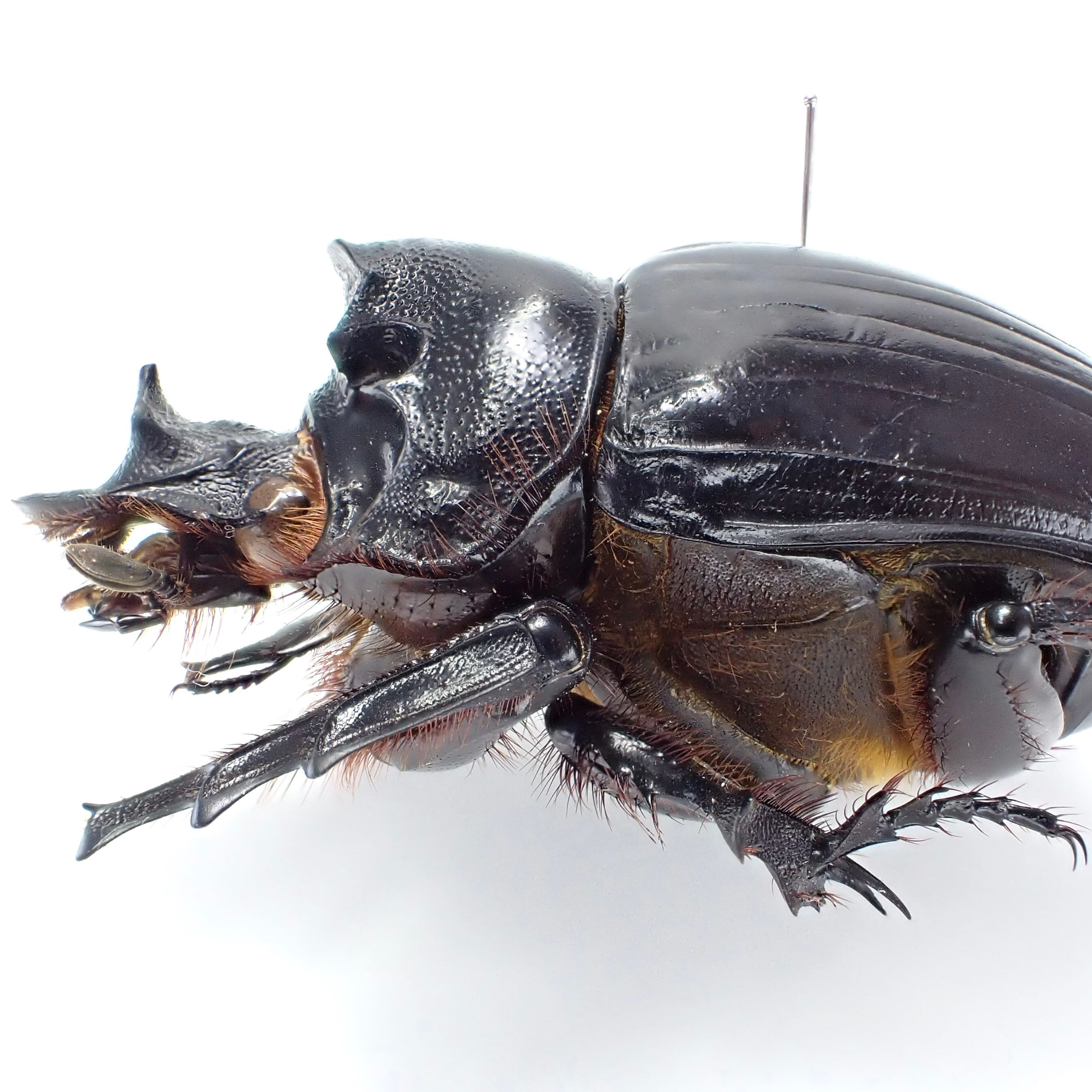 ダイコクコガネ 特大 28mm オス 標本 【公式通販】