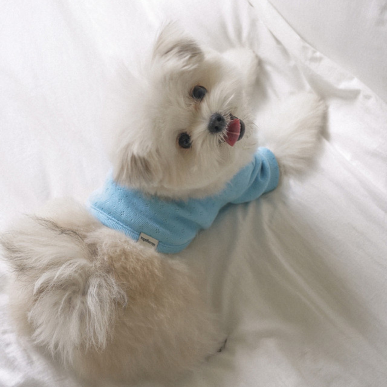 【予約】[ togethering ] Eyelet Crop T-Shirt｜Sky Blue - 7