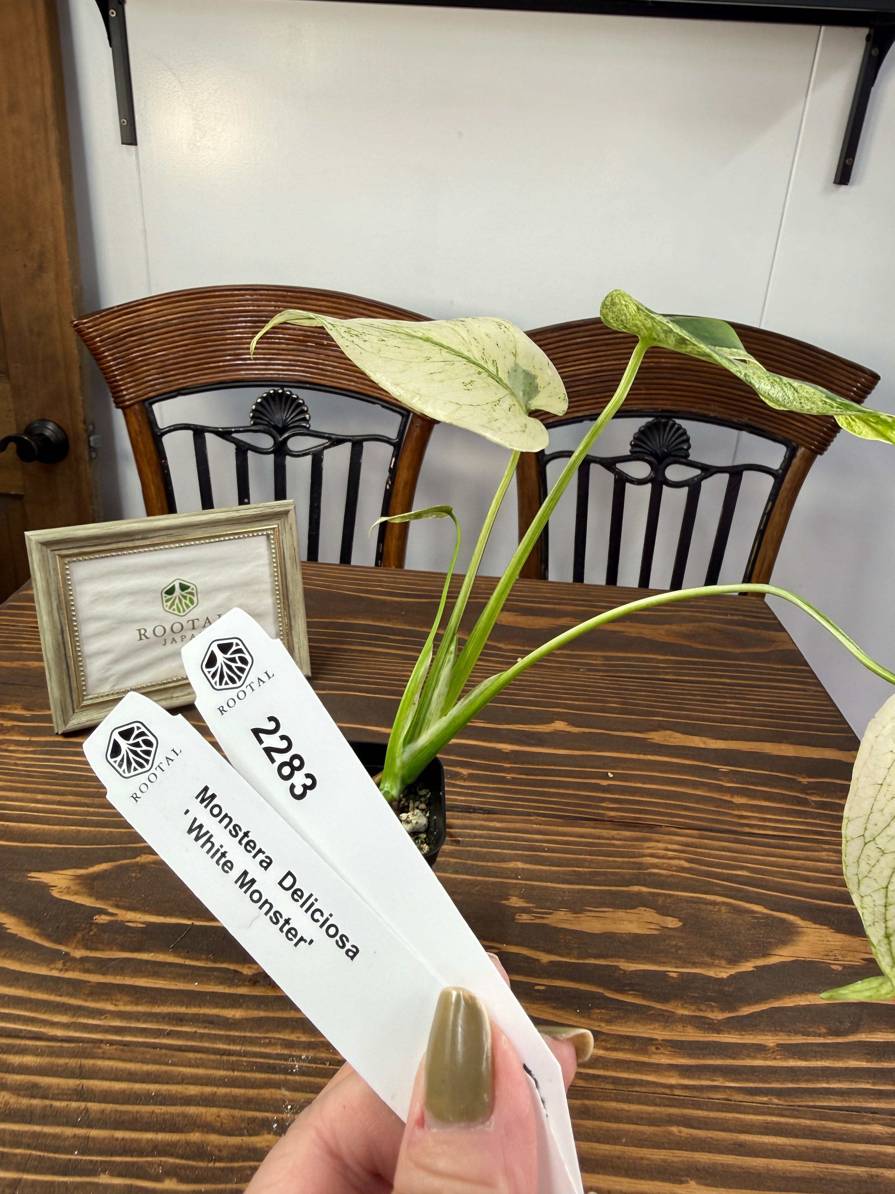 モンステラ | ROOTALPLANTS