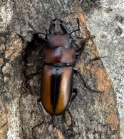 【WD】《エレガントゥルスコクワ原名亜種 18mm ペア》