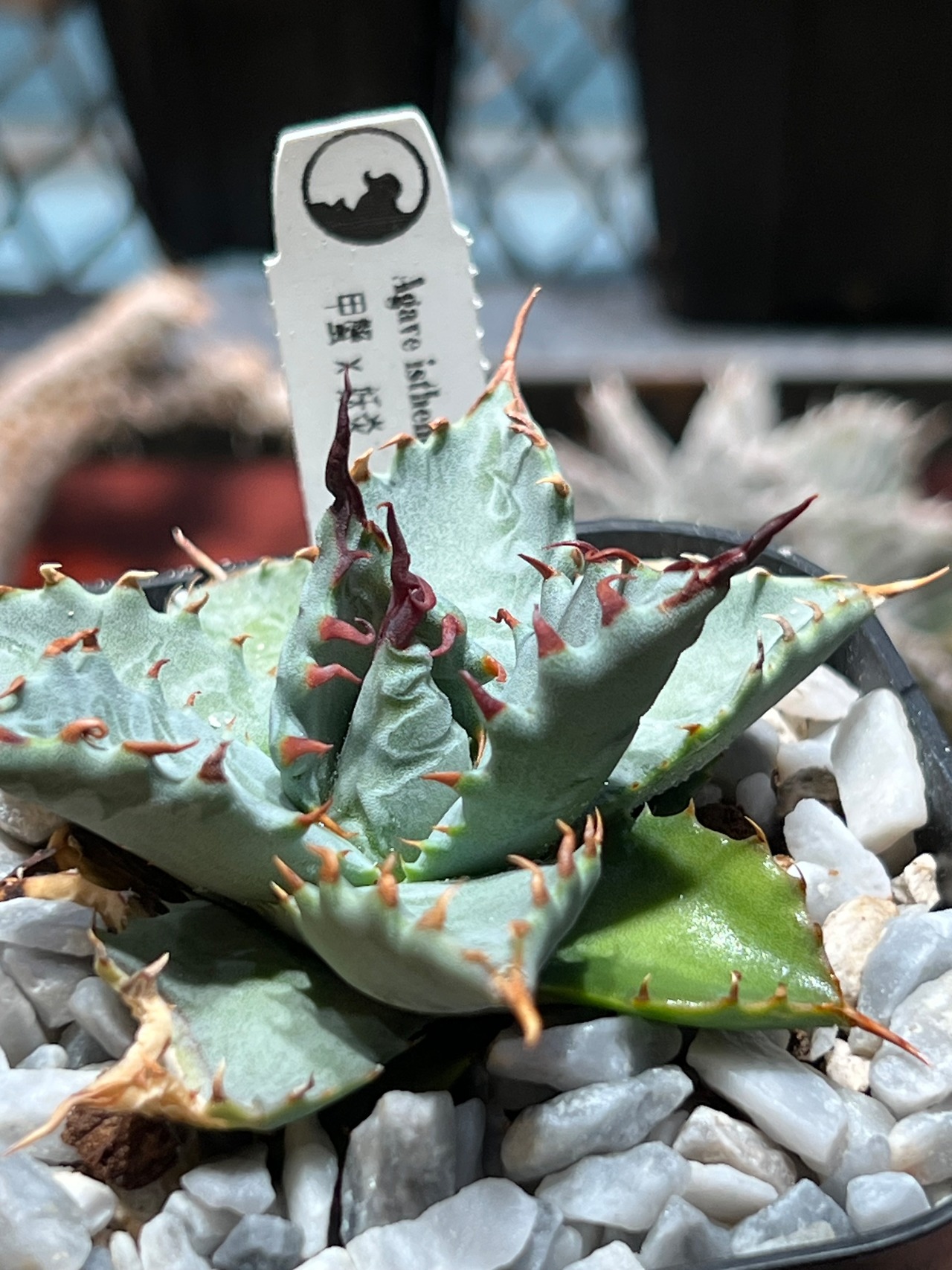 【  甲蟹 × 妖炎】