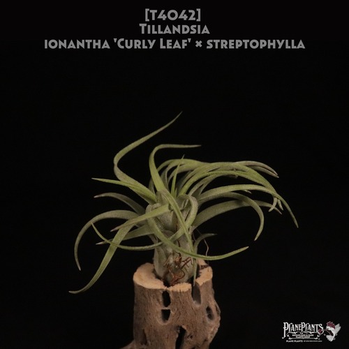 【送料無料】ionantha 'Curly Leaf x streptophylla〔エアプランツ〕現品発送T4042