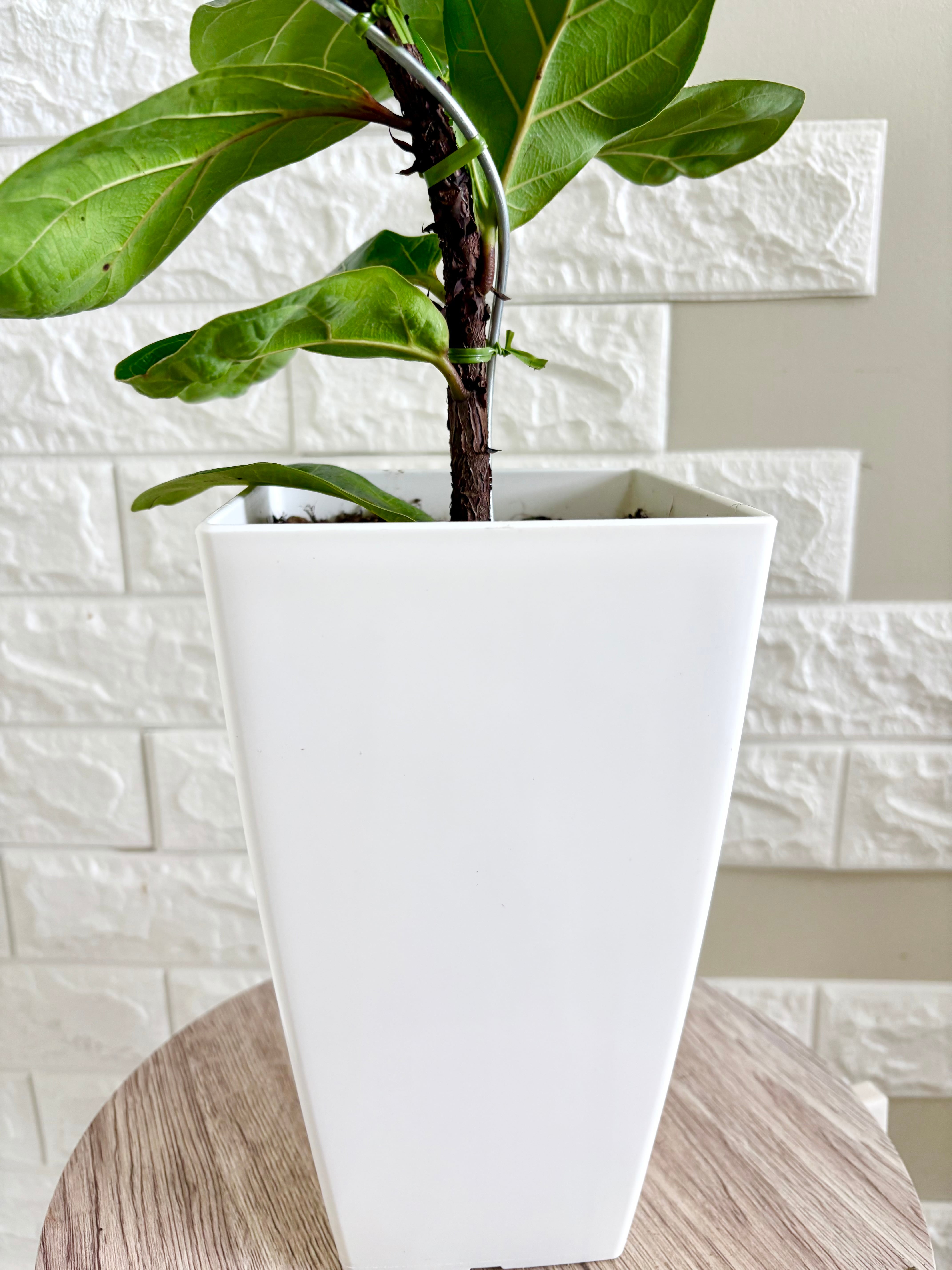 現品】フィカスバンビーノ 曲がり樹形 6号鉢 観葉植物 | 観葉植物のお
