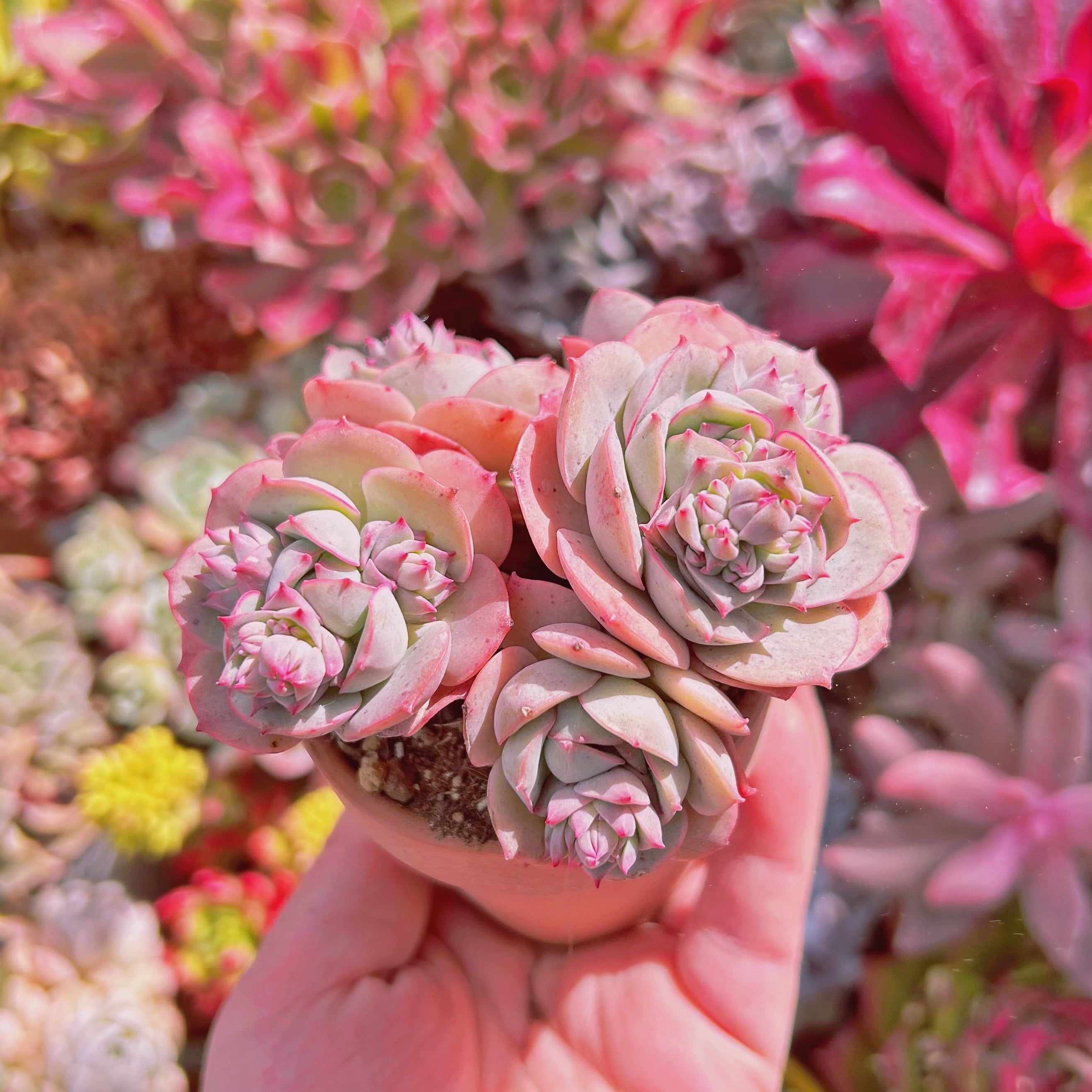 多肉植物 イタリアローズ 4頭以上 | るる農園~多肉植物専門