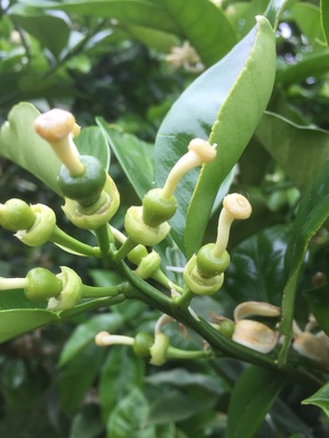 土佐文旦　ご家庭用MIXサイズ10㎏（約20玉前後入り）　3箱セット