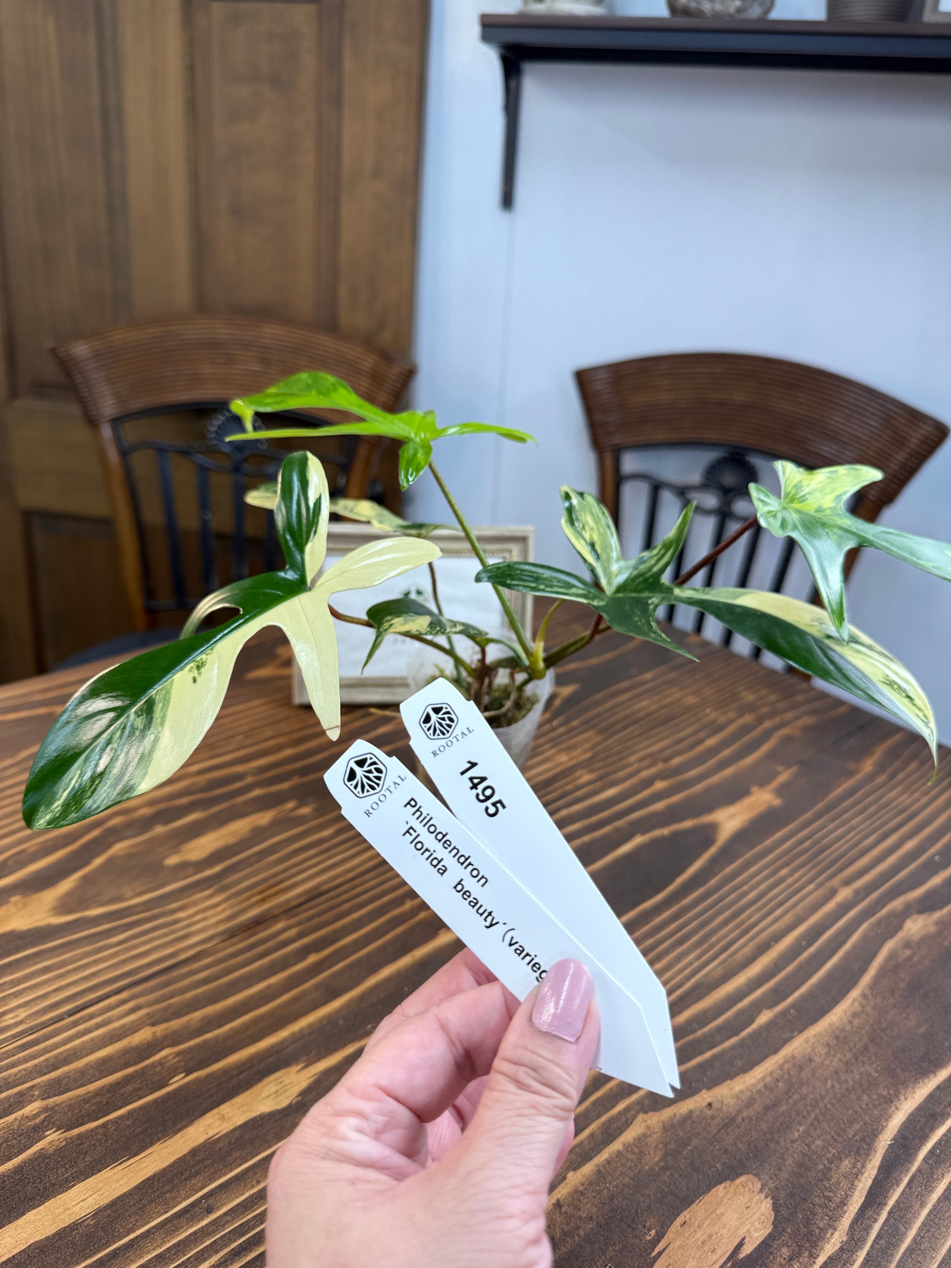 超希少　斑入りオヒルギ 斑入り | ROOTALPLANTS