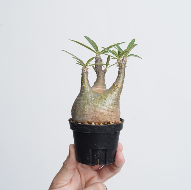 パキポディウム グラキリス no.5〈発根済み〉